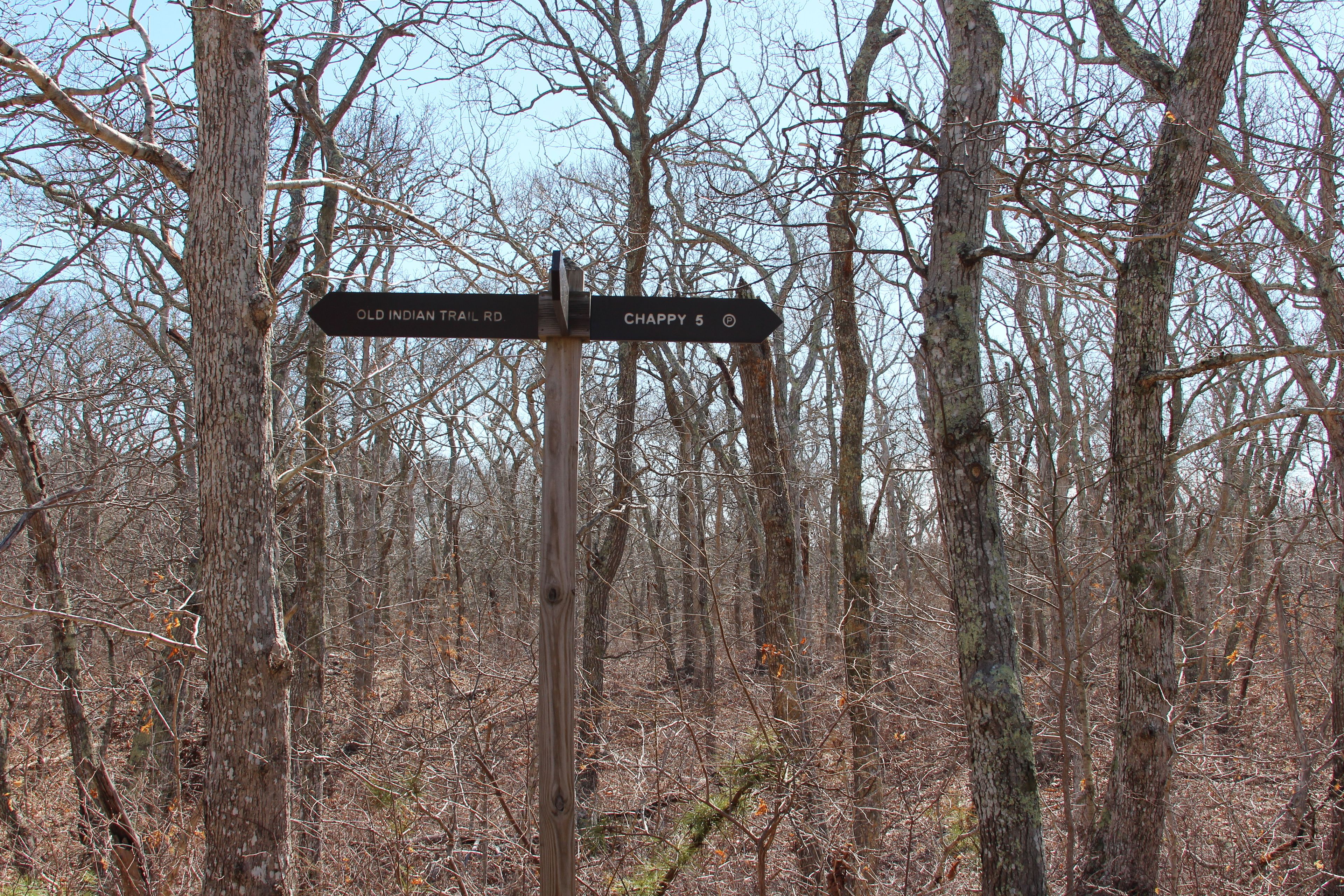 at intersection with yellow-green trail (TPR-17)