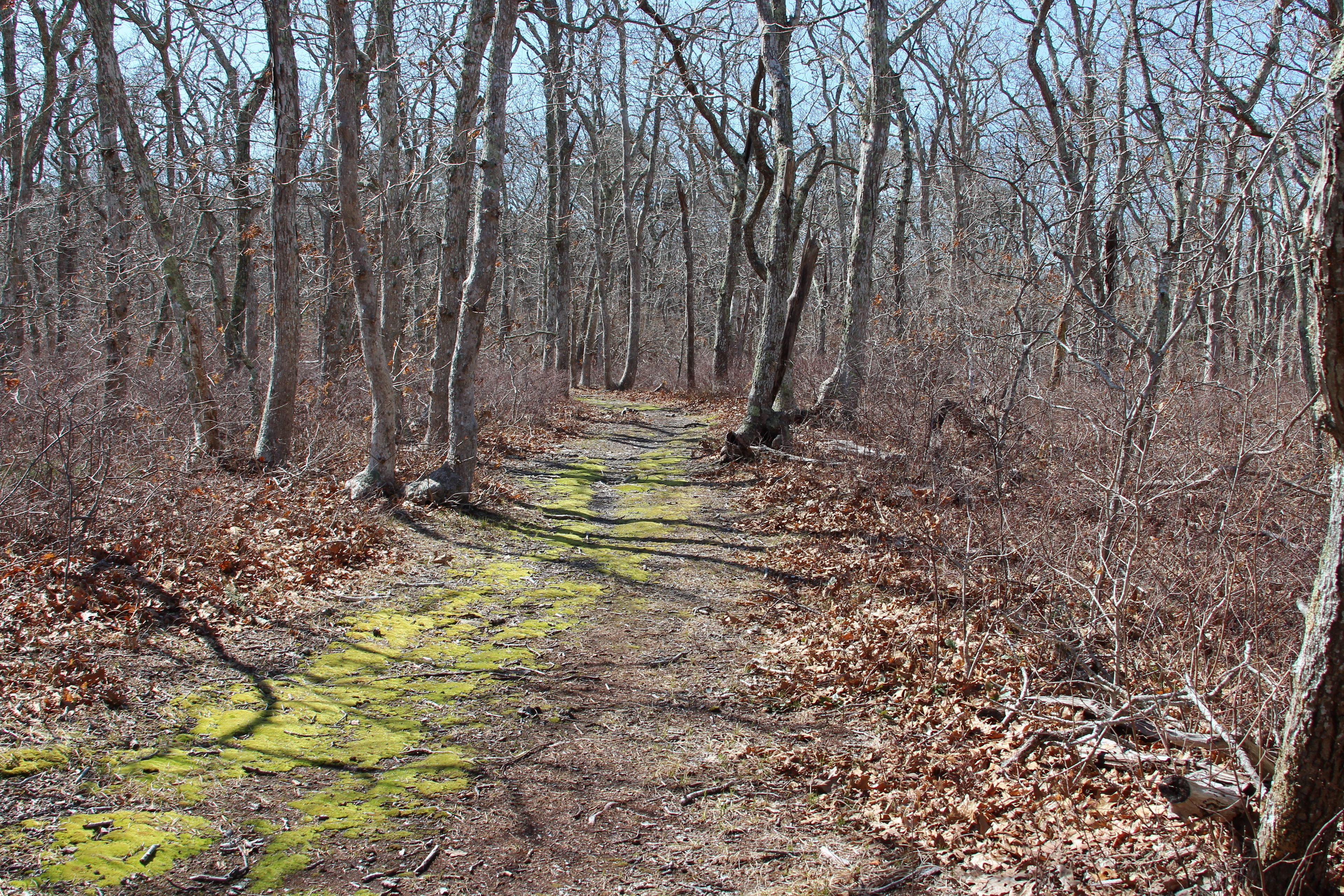 mossy trail