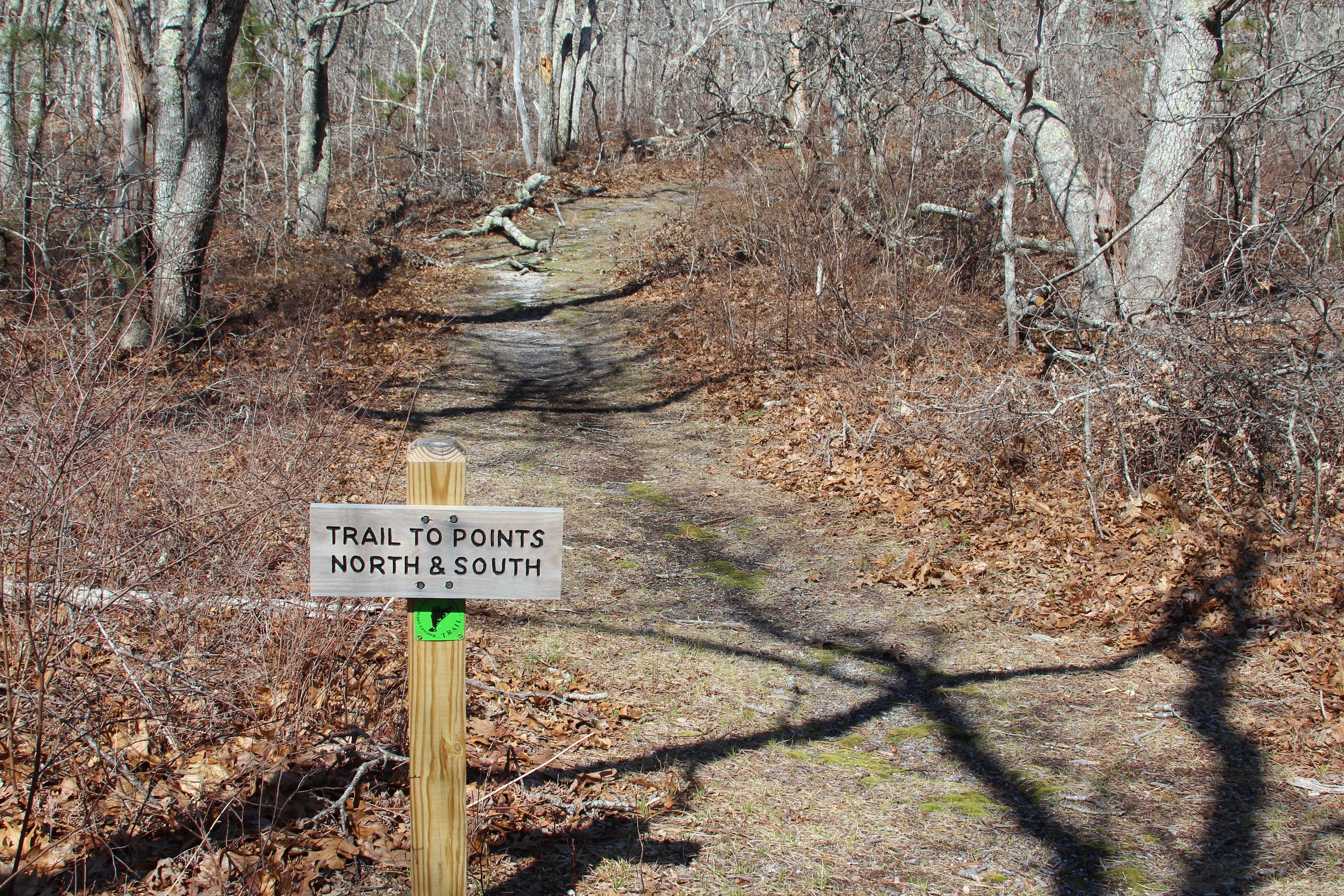 woods trail