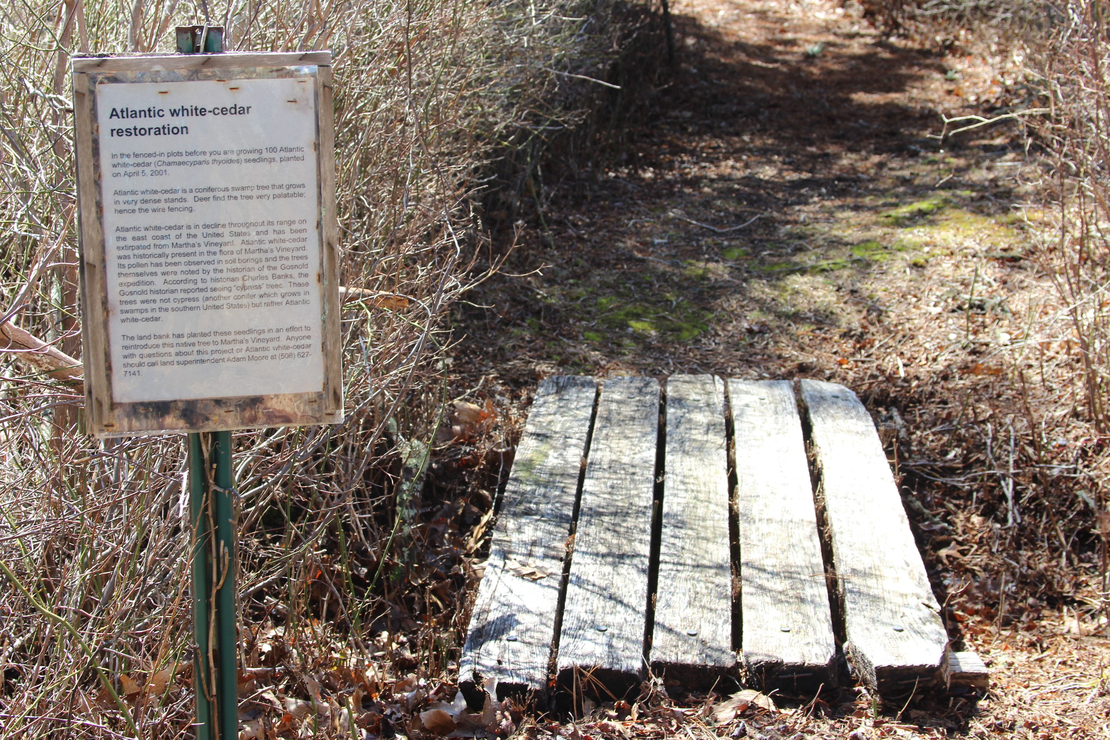 Boardwalk by White Cedar restoration area