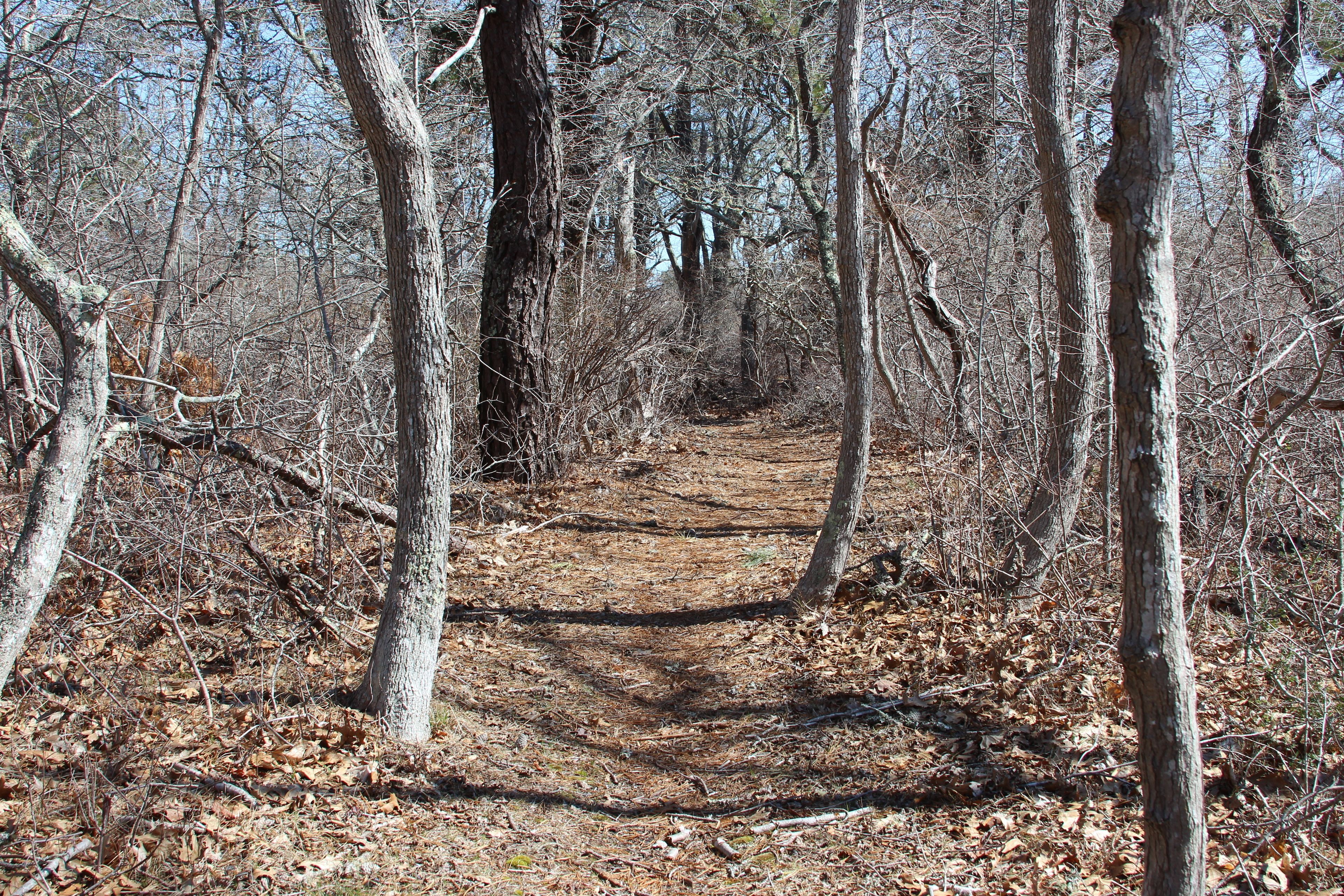 woods trail 