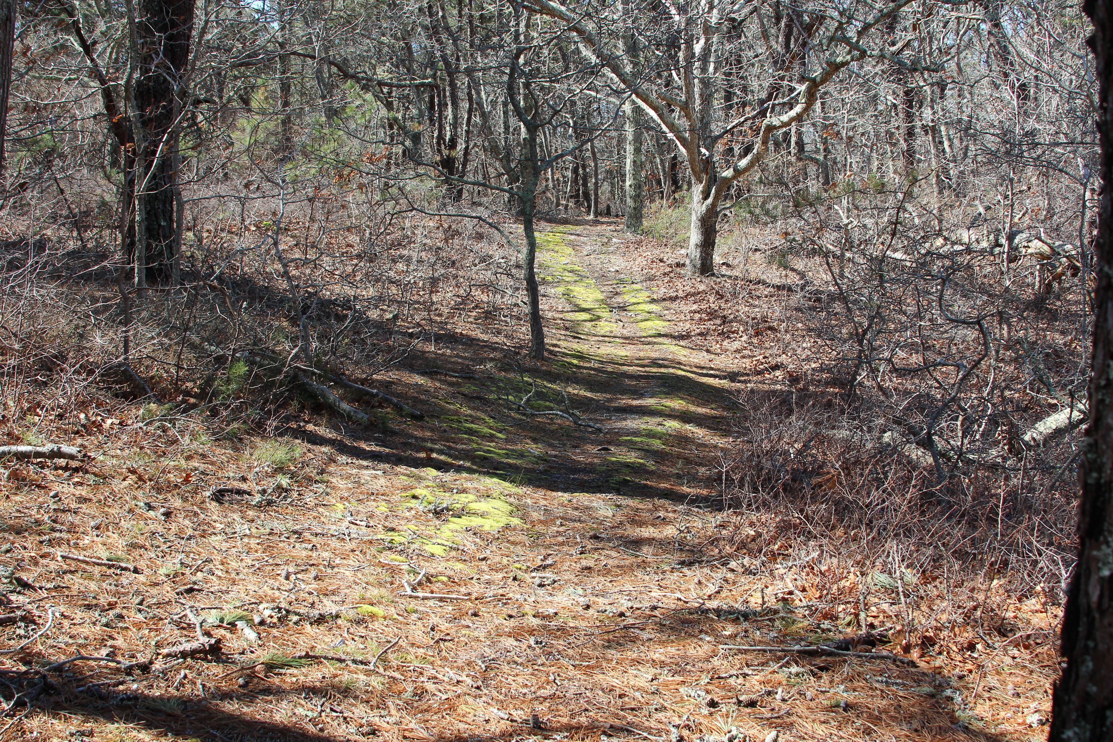 mossy, woods trail