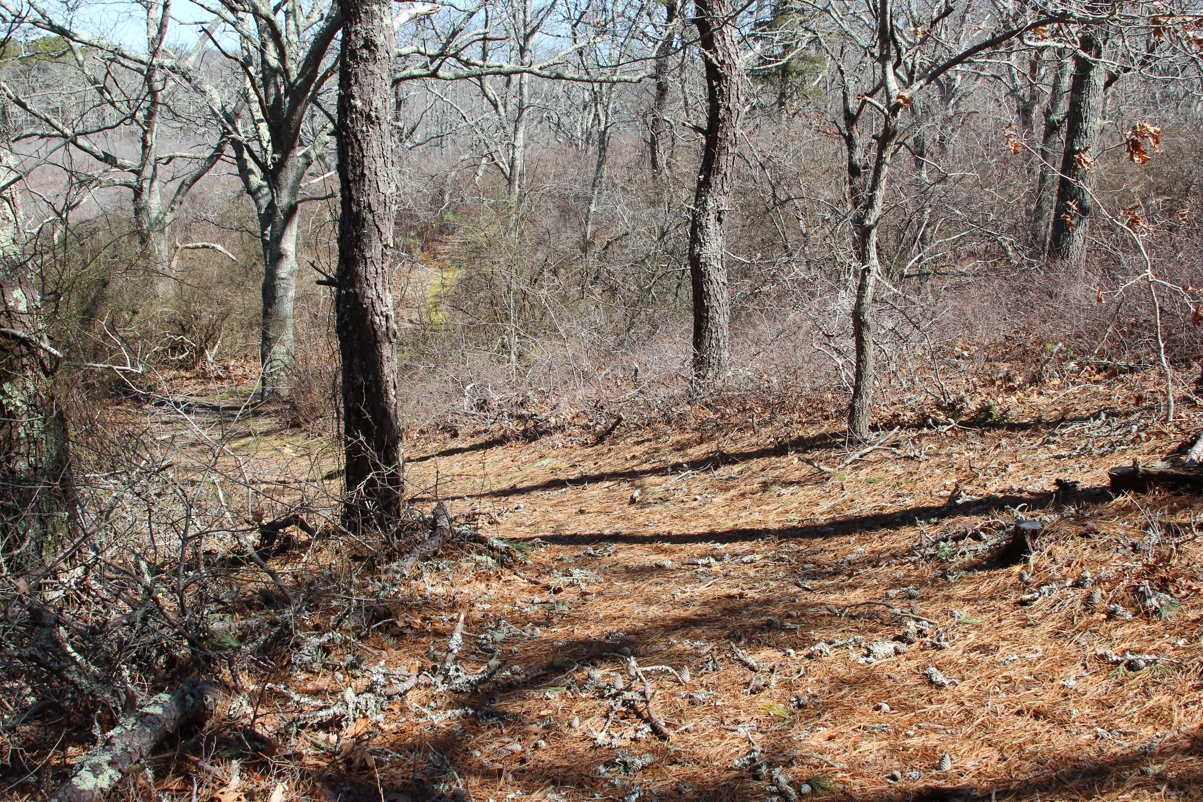 pine-needled path