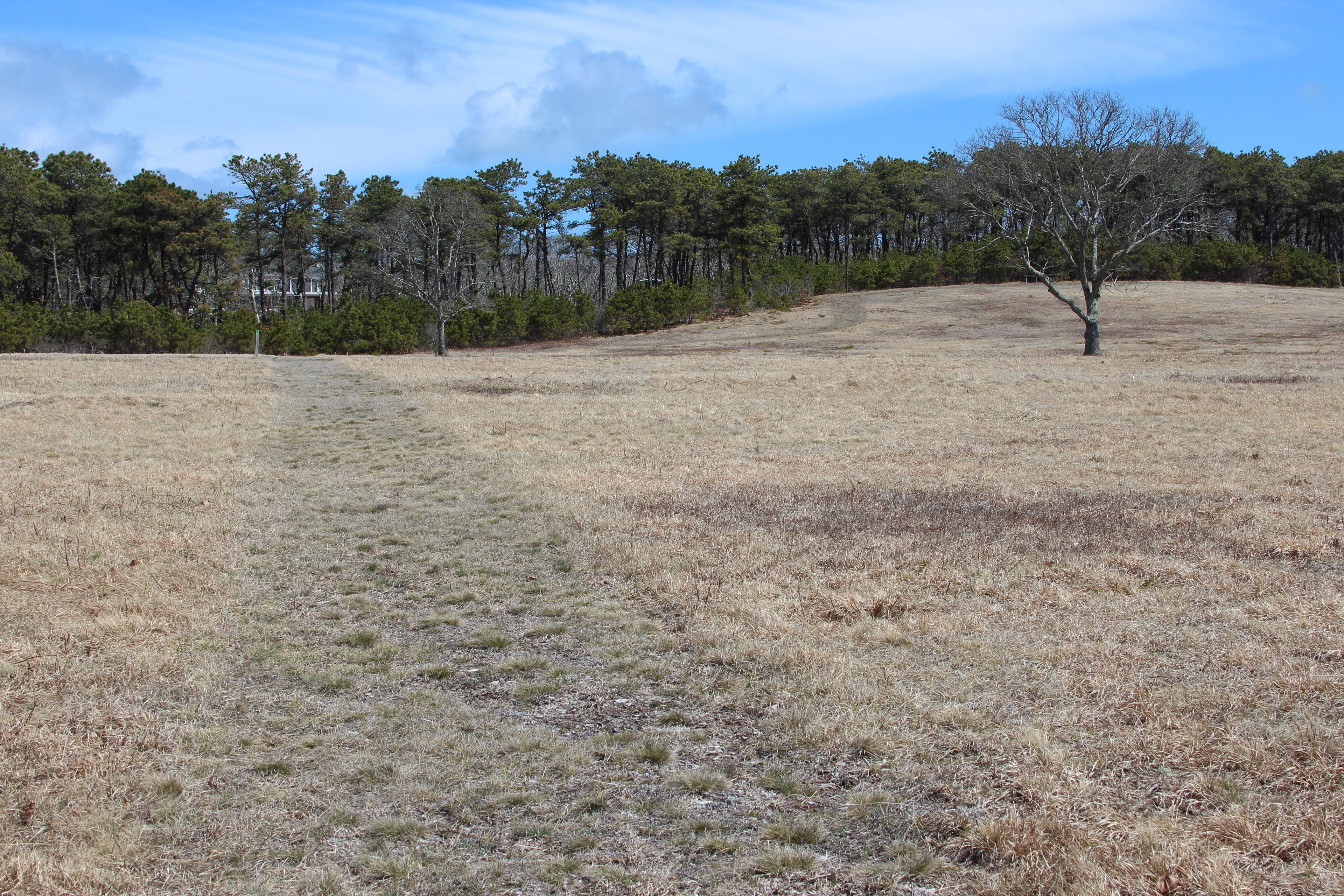 grassy trail with field view