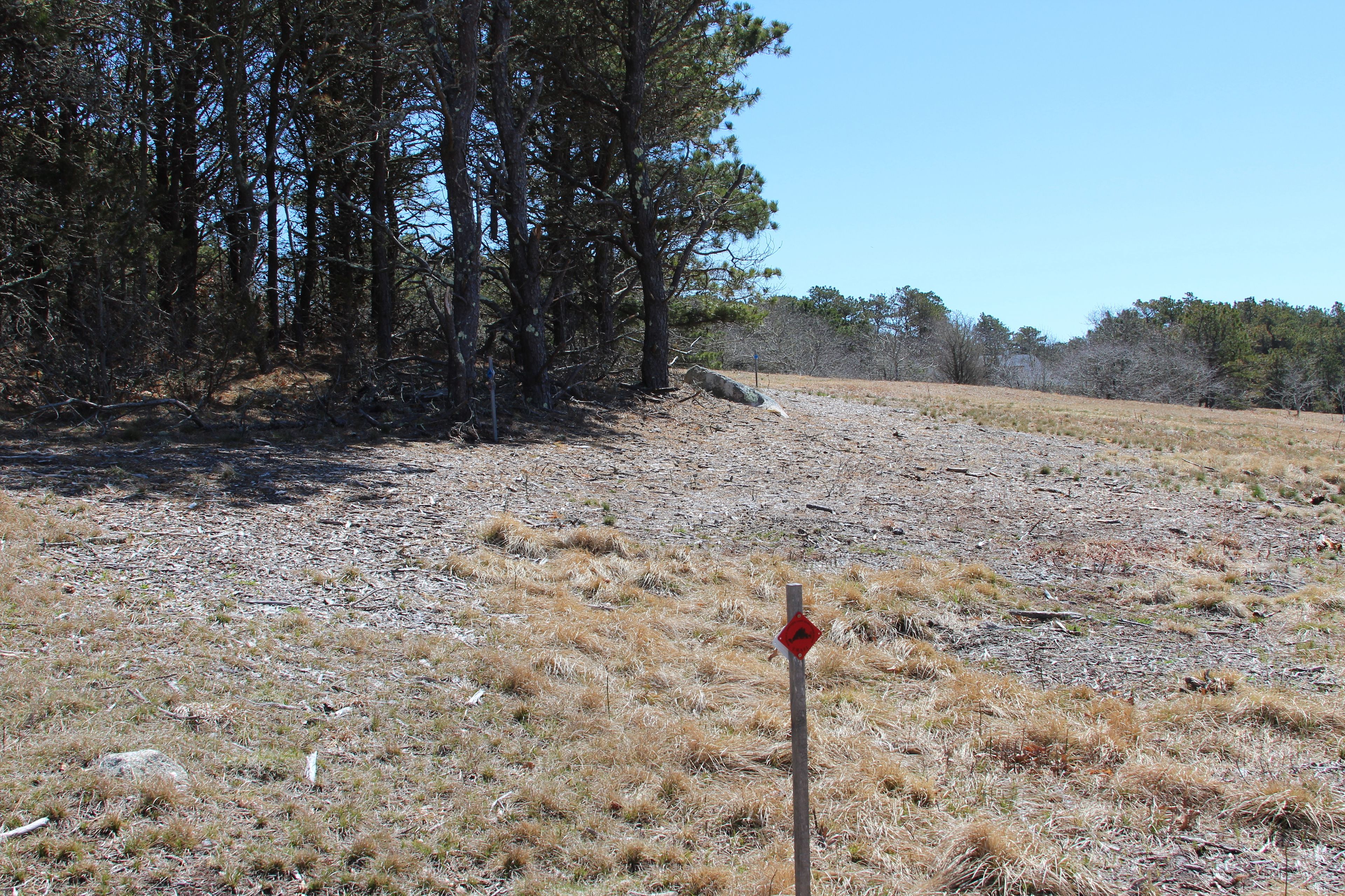 at intersection with blue loop trail