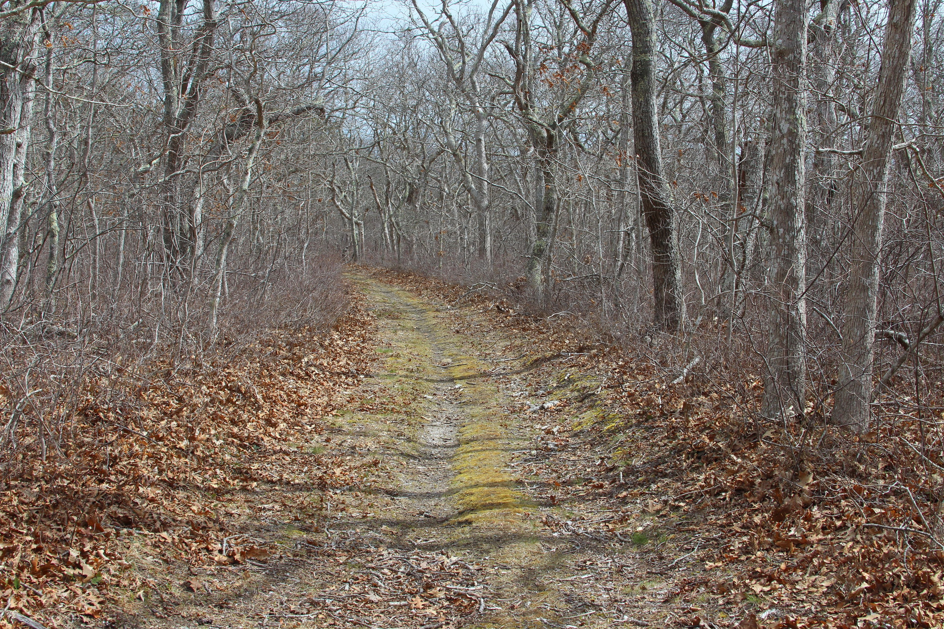 woods trail