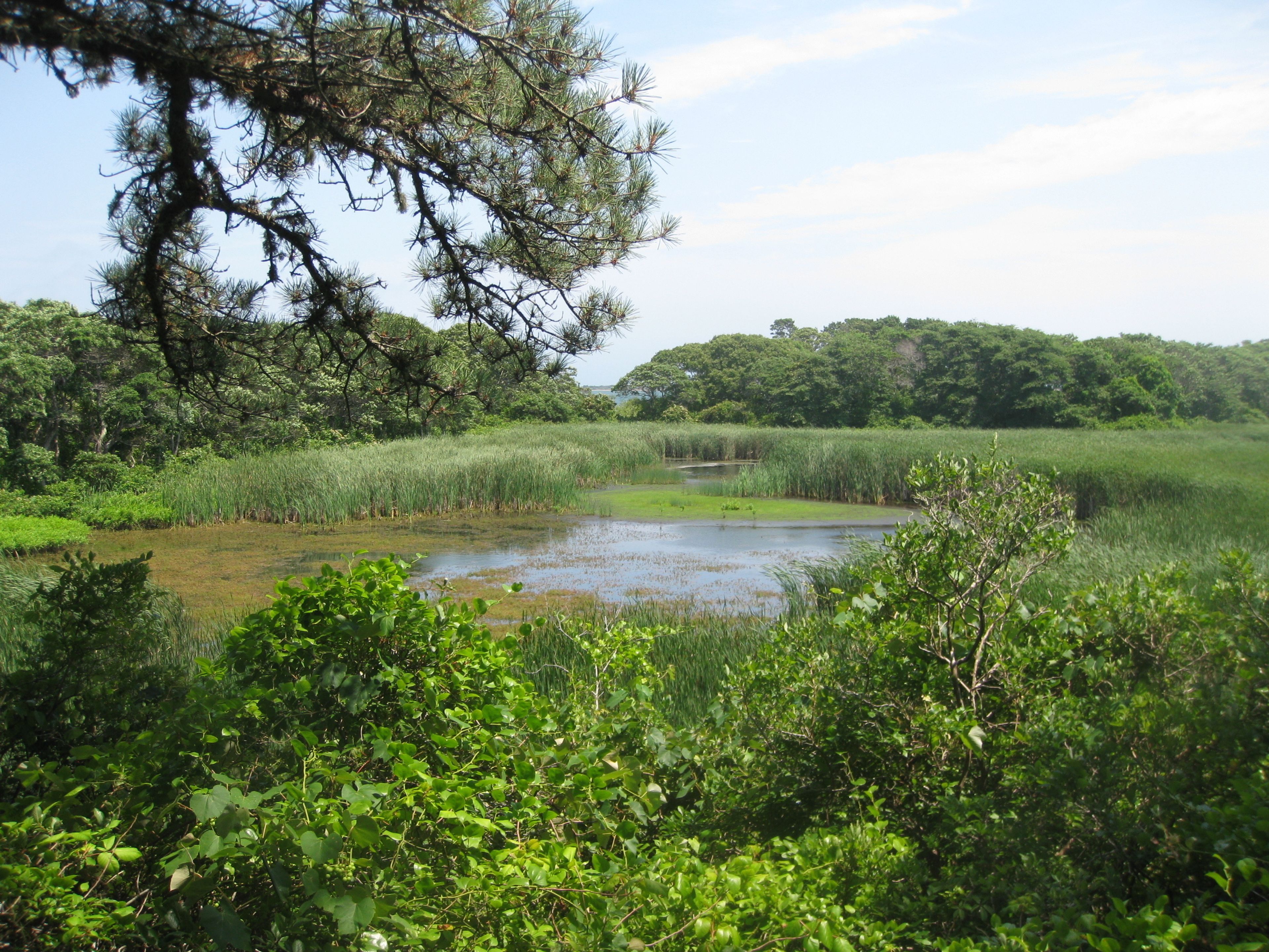 summer view of Cove Meadow pond