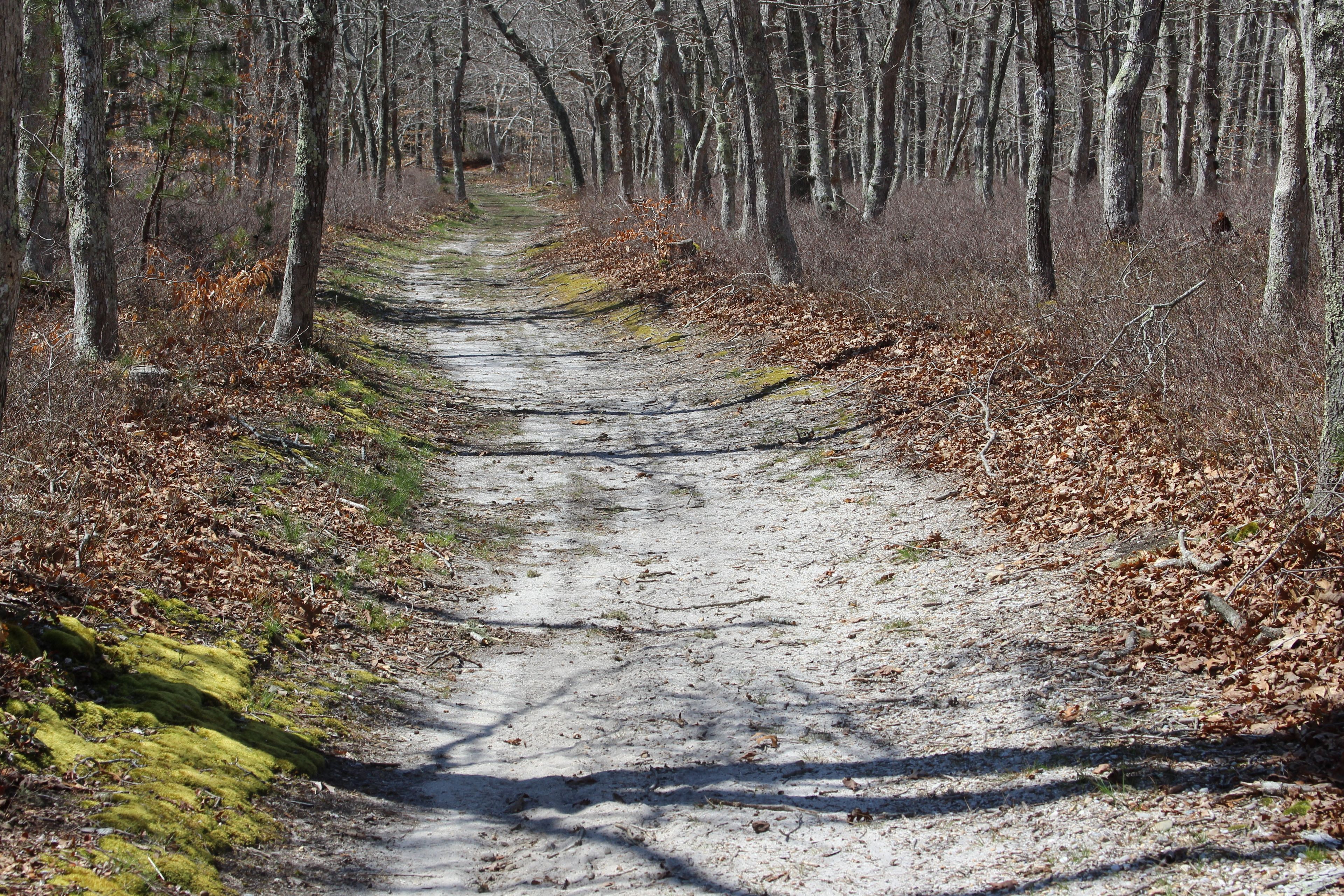 through the woods