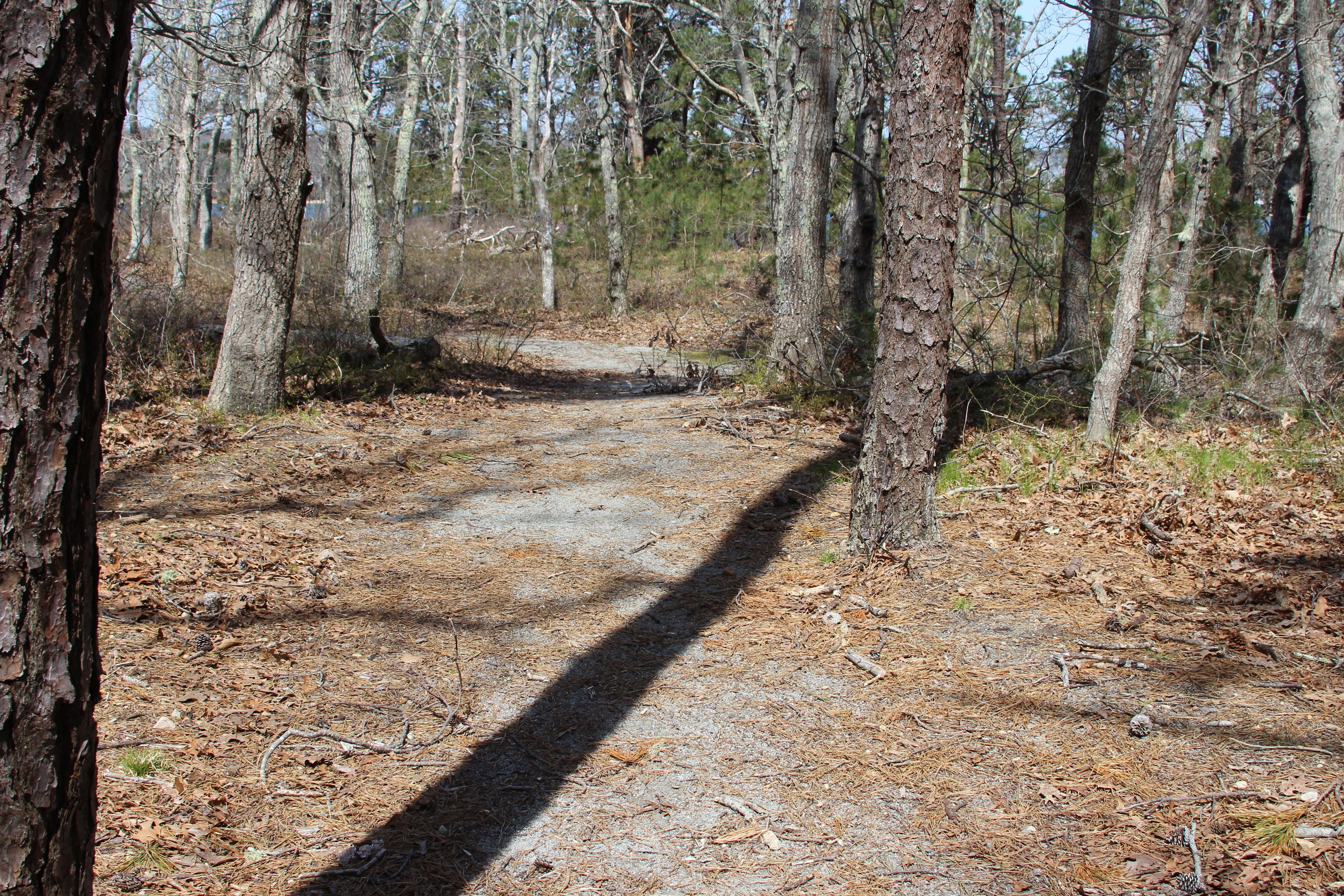 short woods loop trail