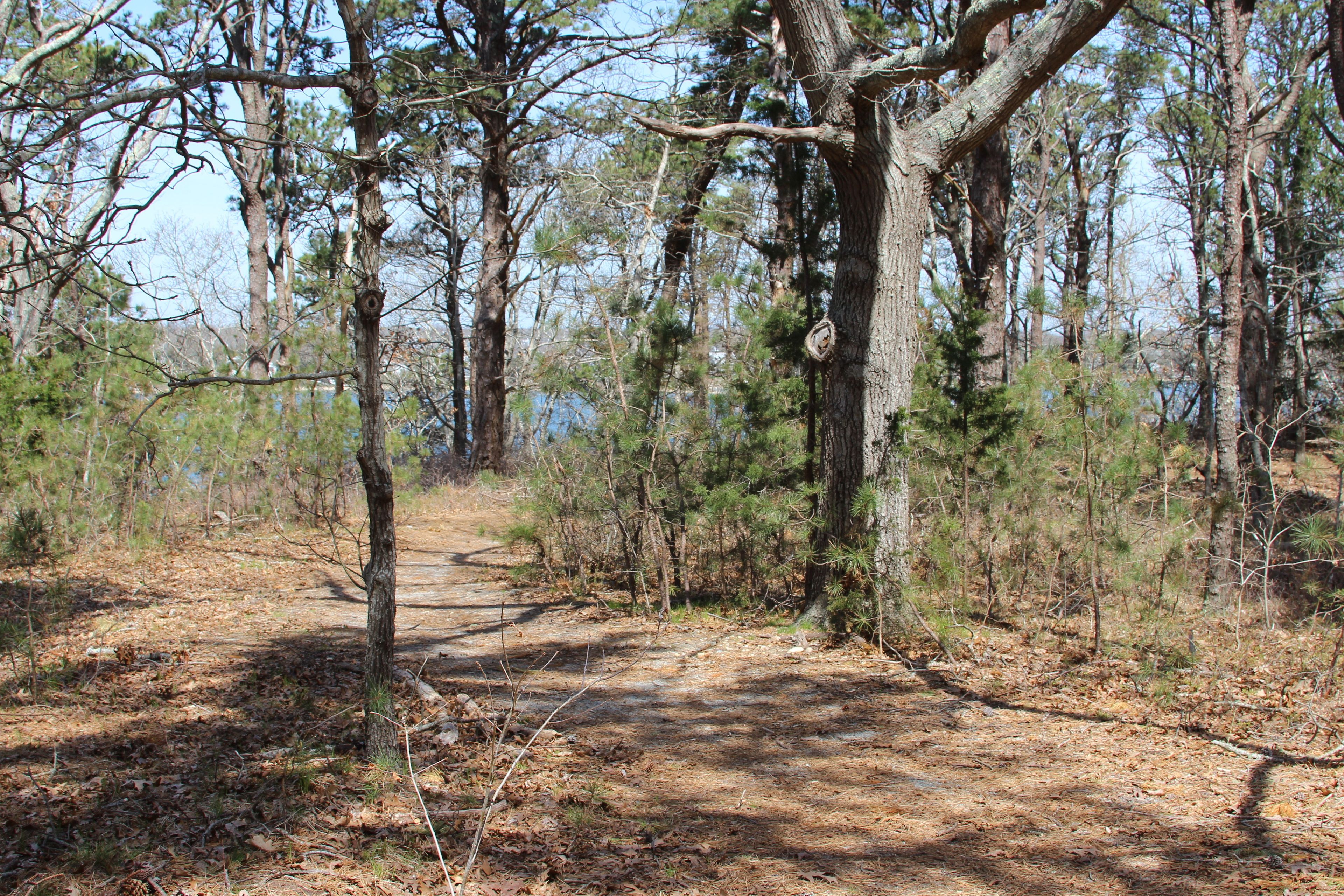 pine-needled path