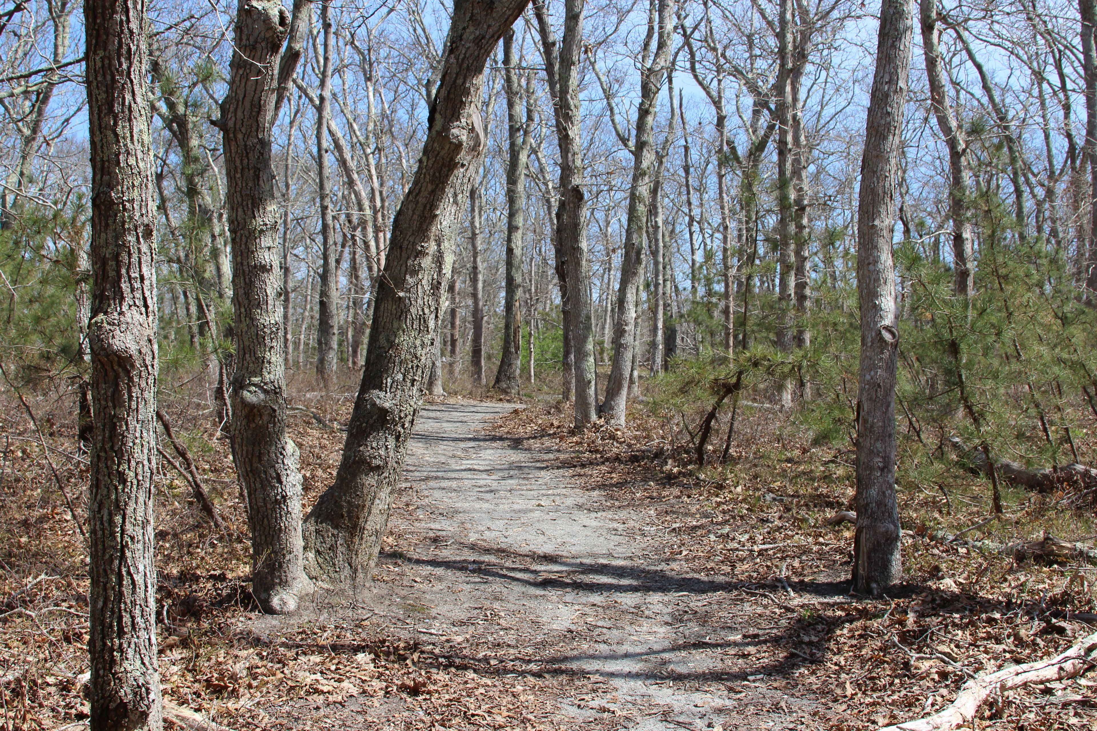 gravel/stone dust path