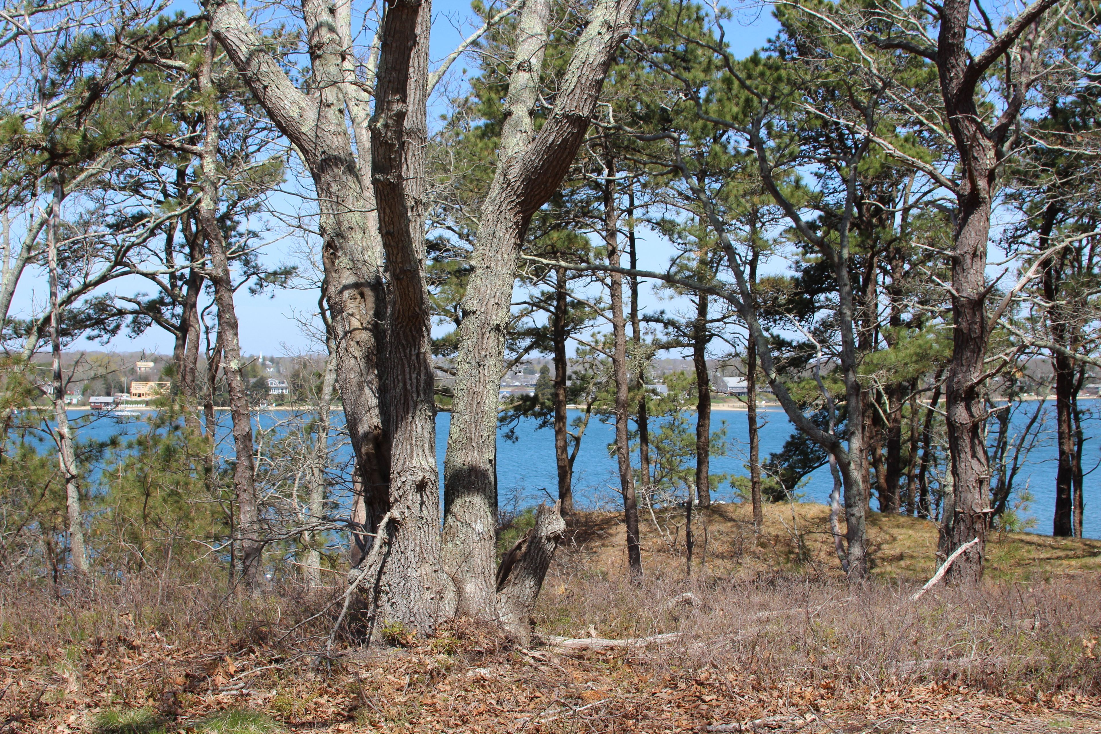 view of Lagoon Pond