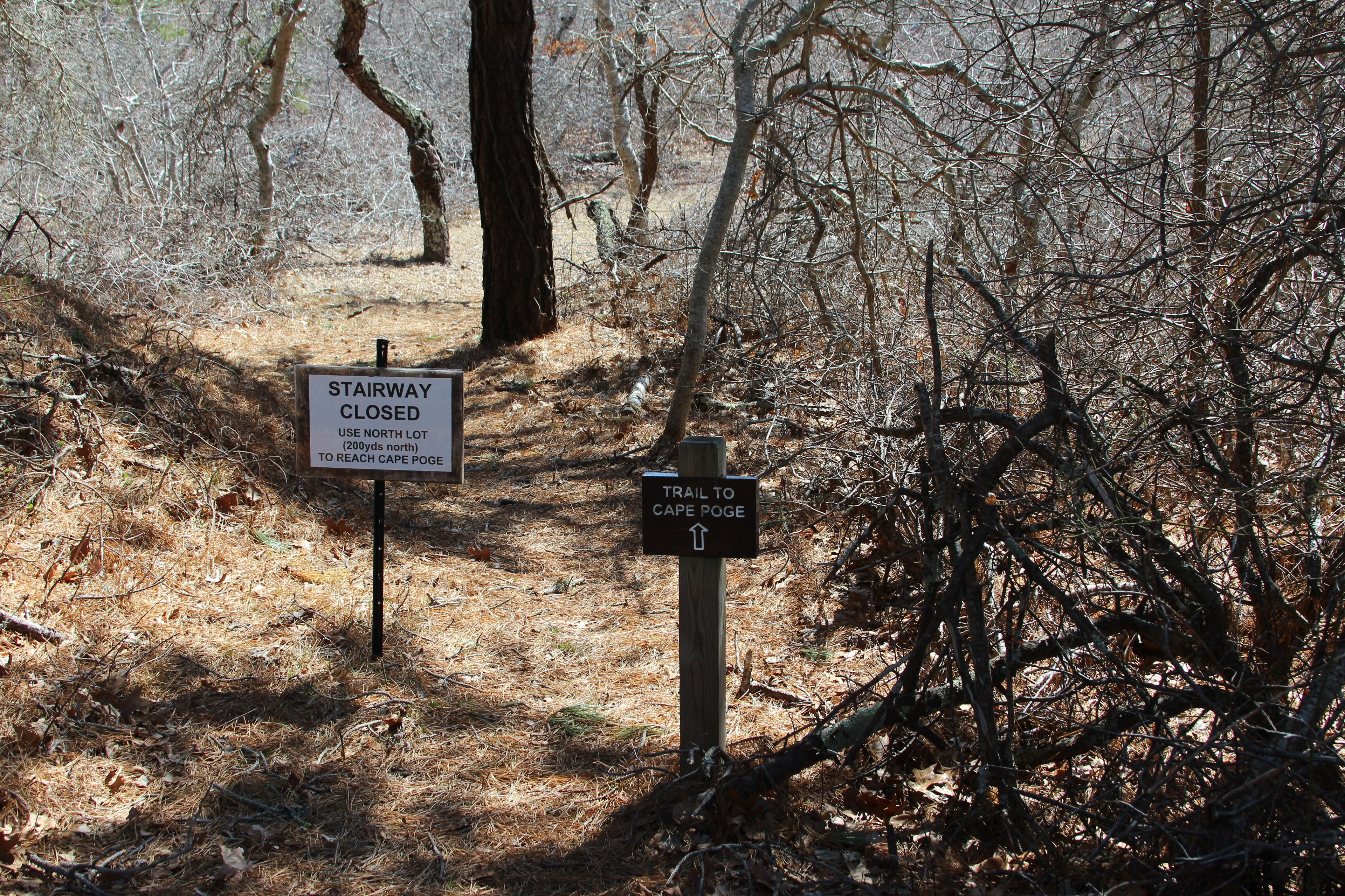 trail to Cape Poge Bay (east)