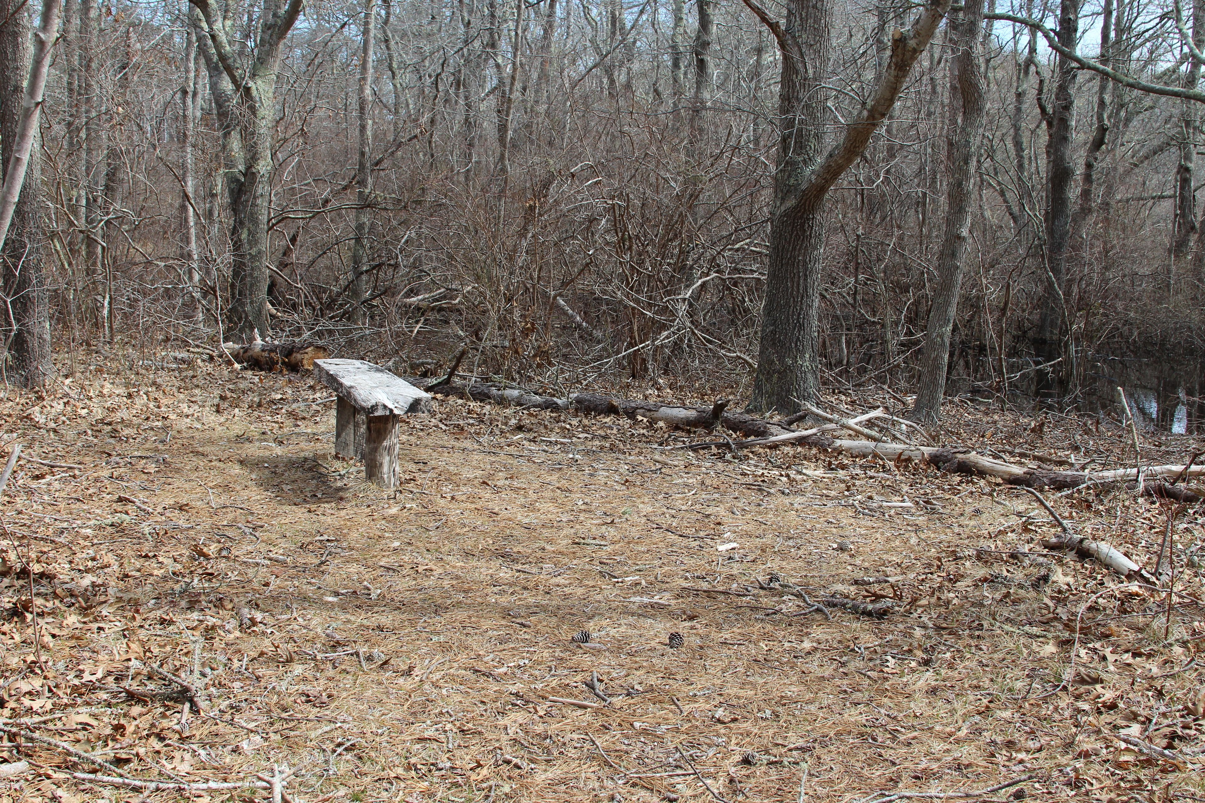 bench overlooking swamp