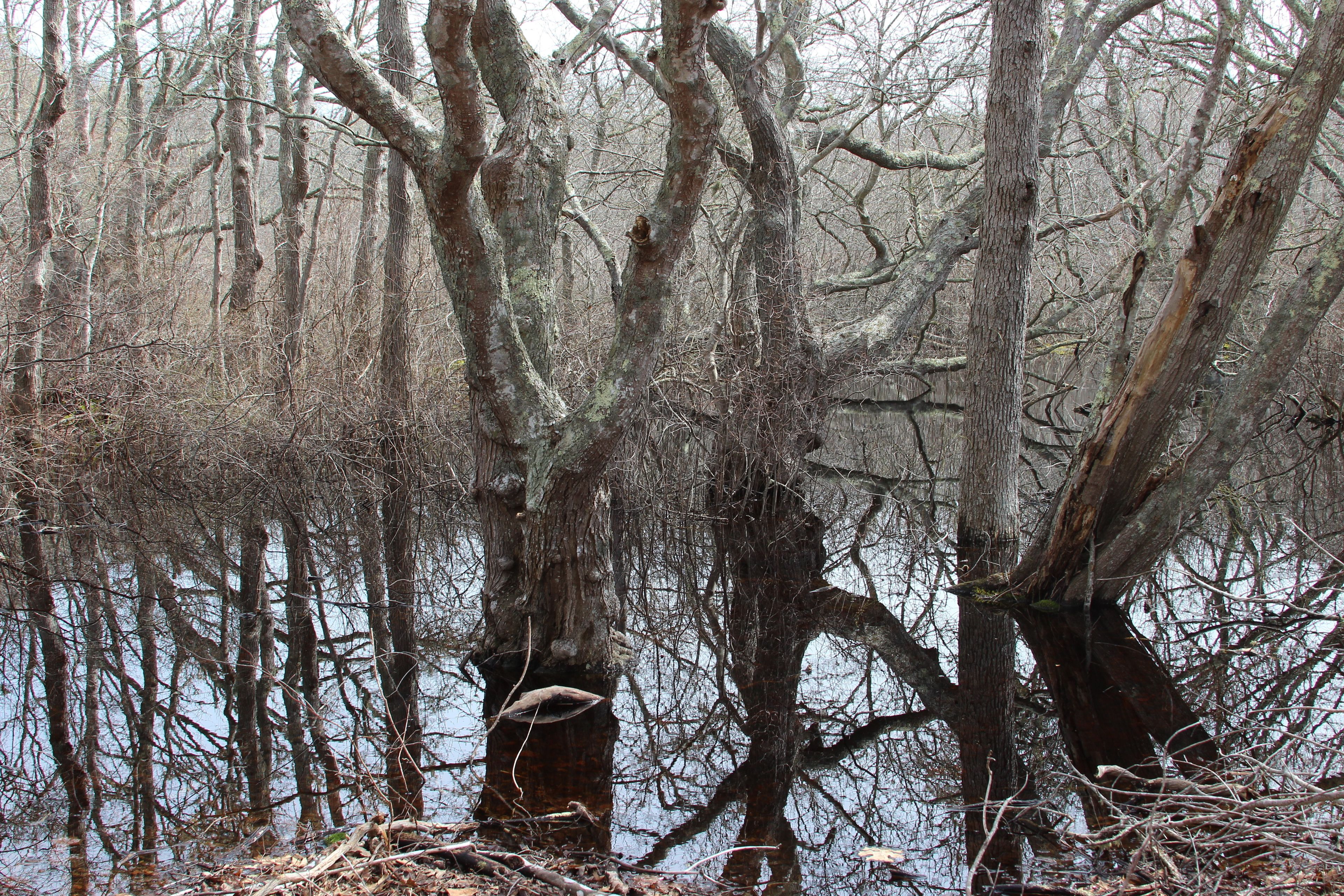 red maple swamp, early spring