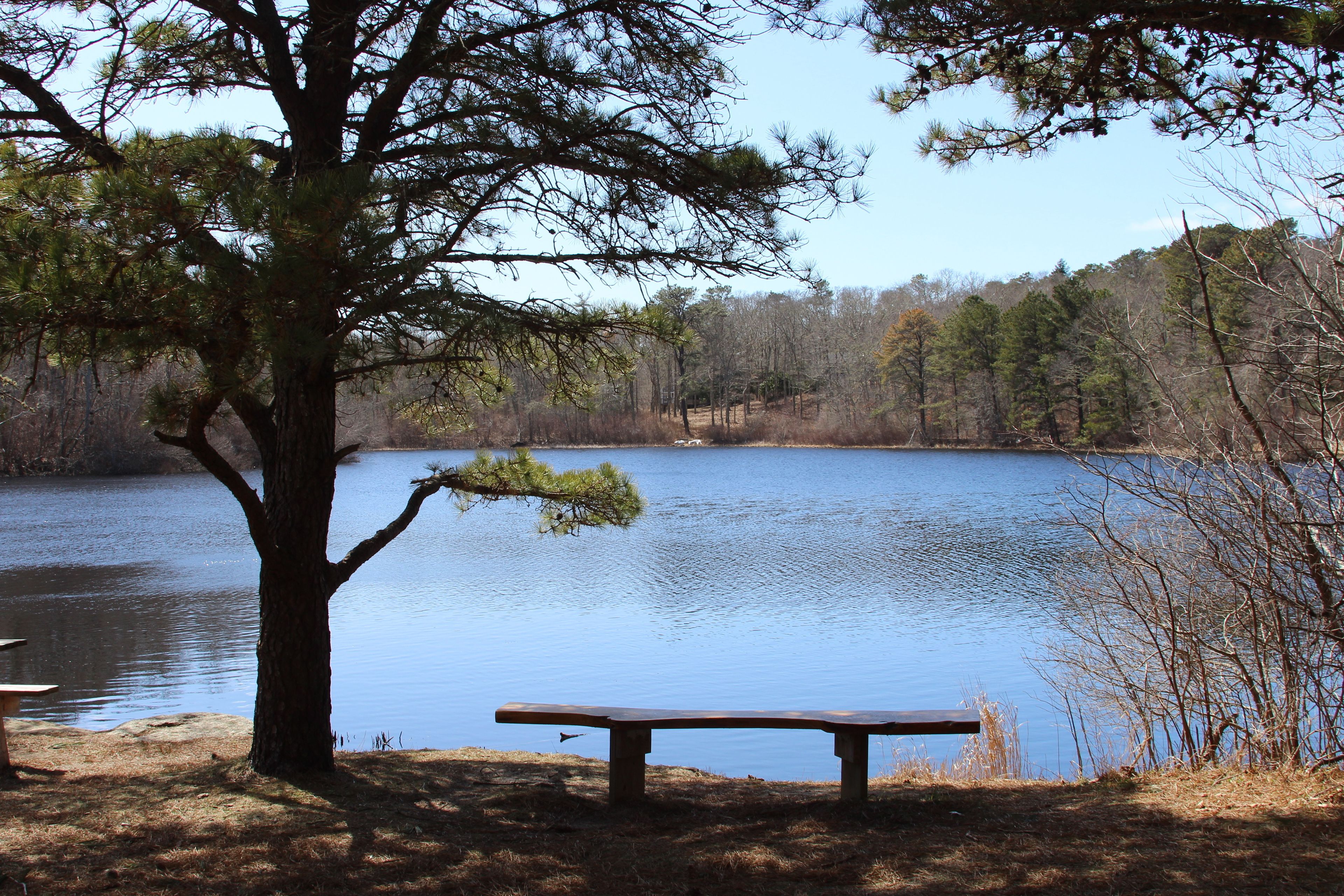 bench overlooking pond near trailhead