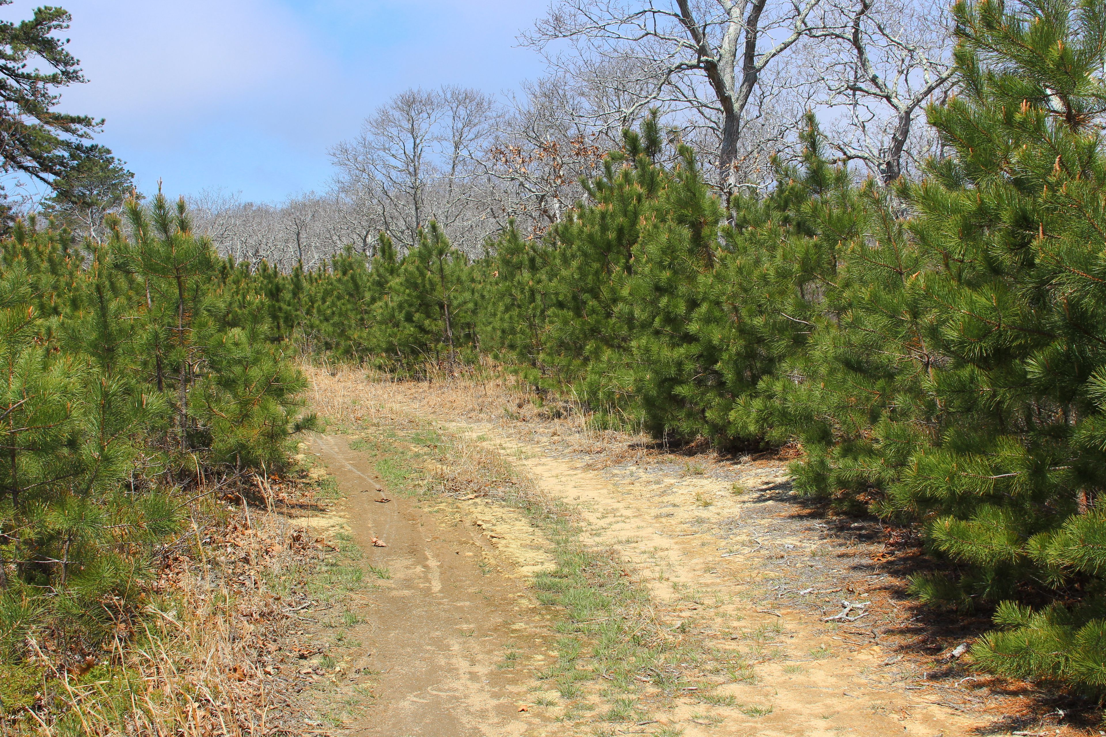 through the pines