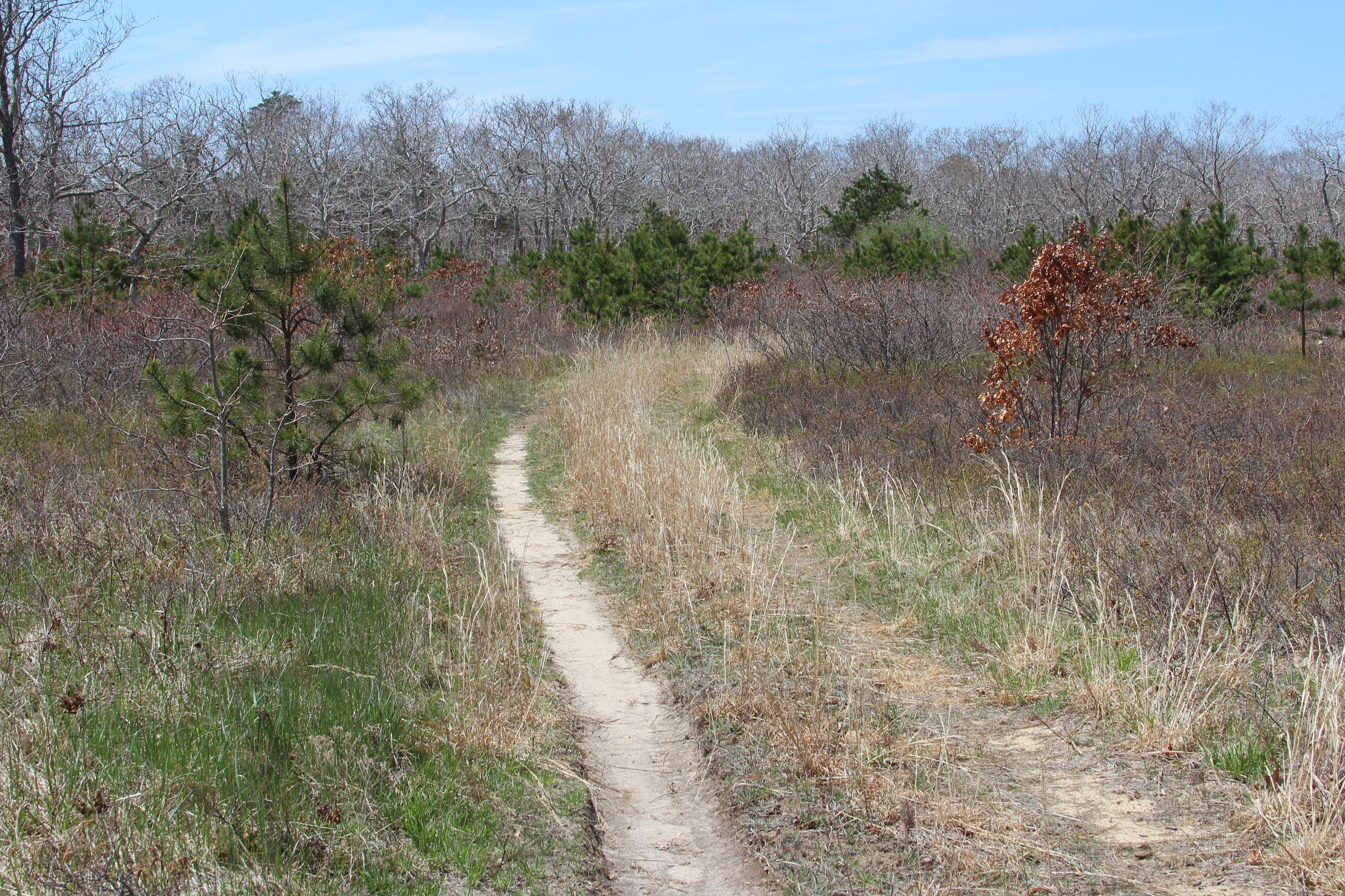 grassy road trail