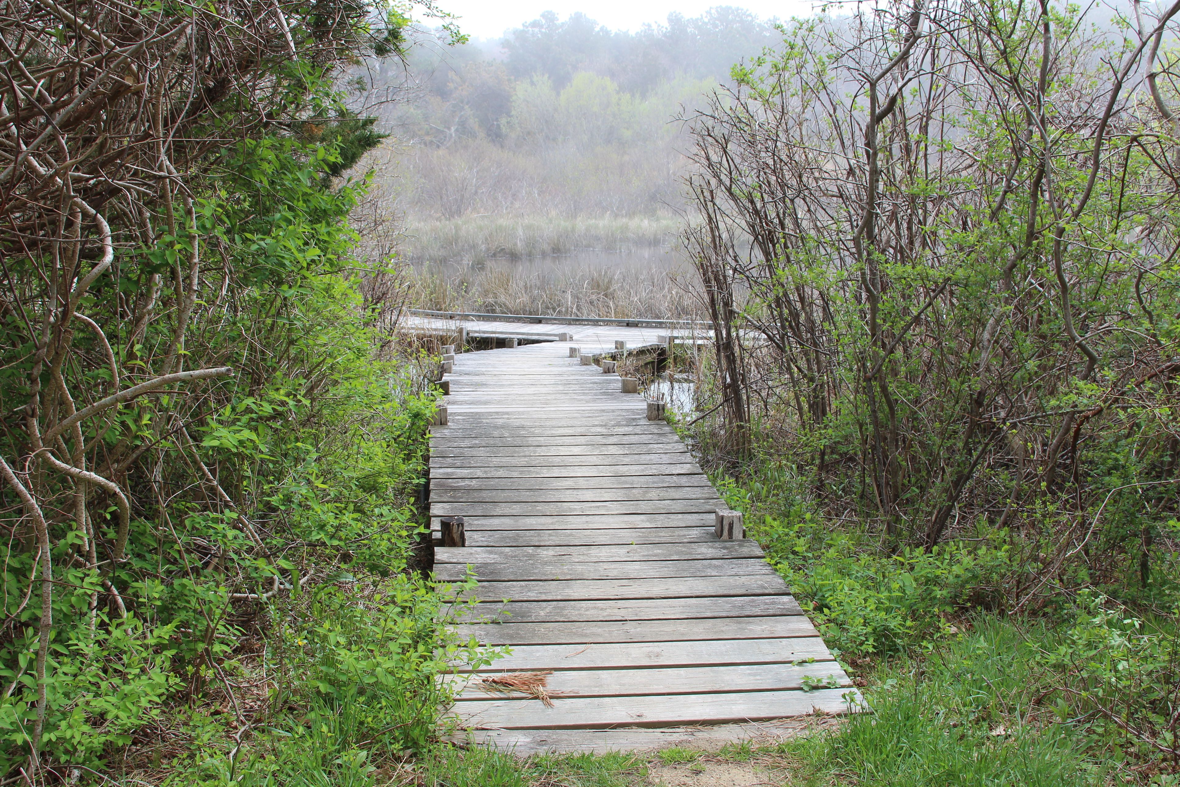 boardwalk at pond