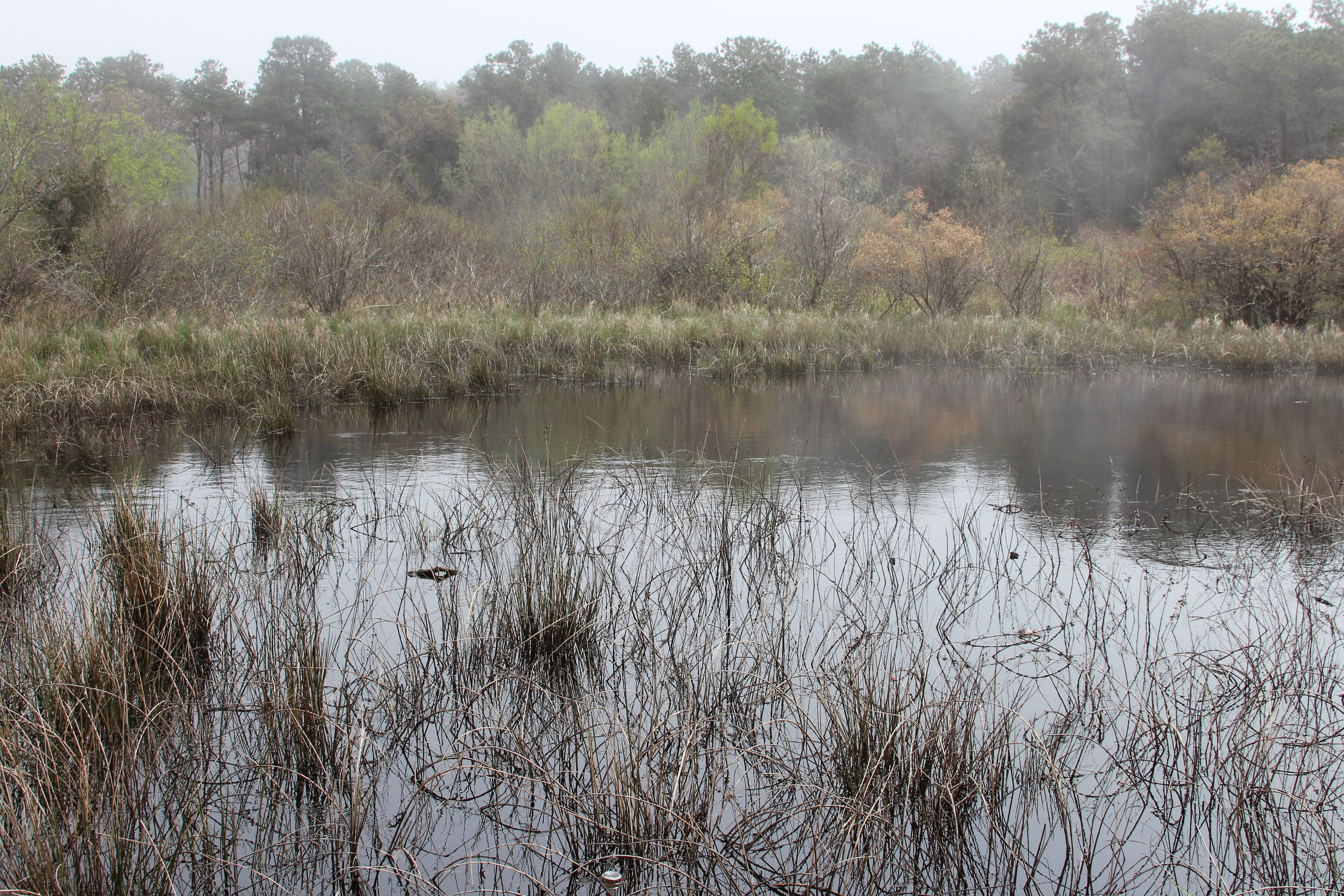 small pond