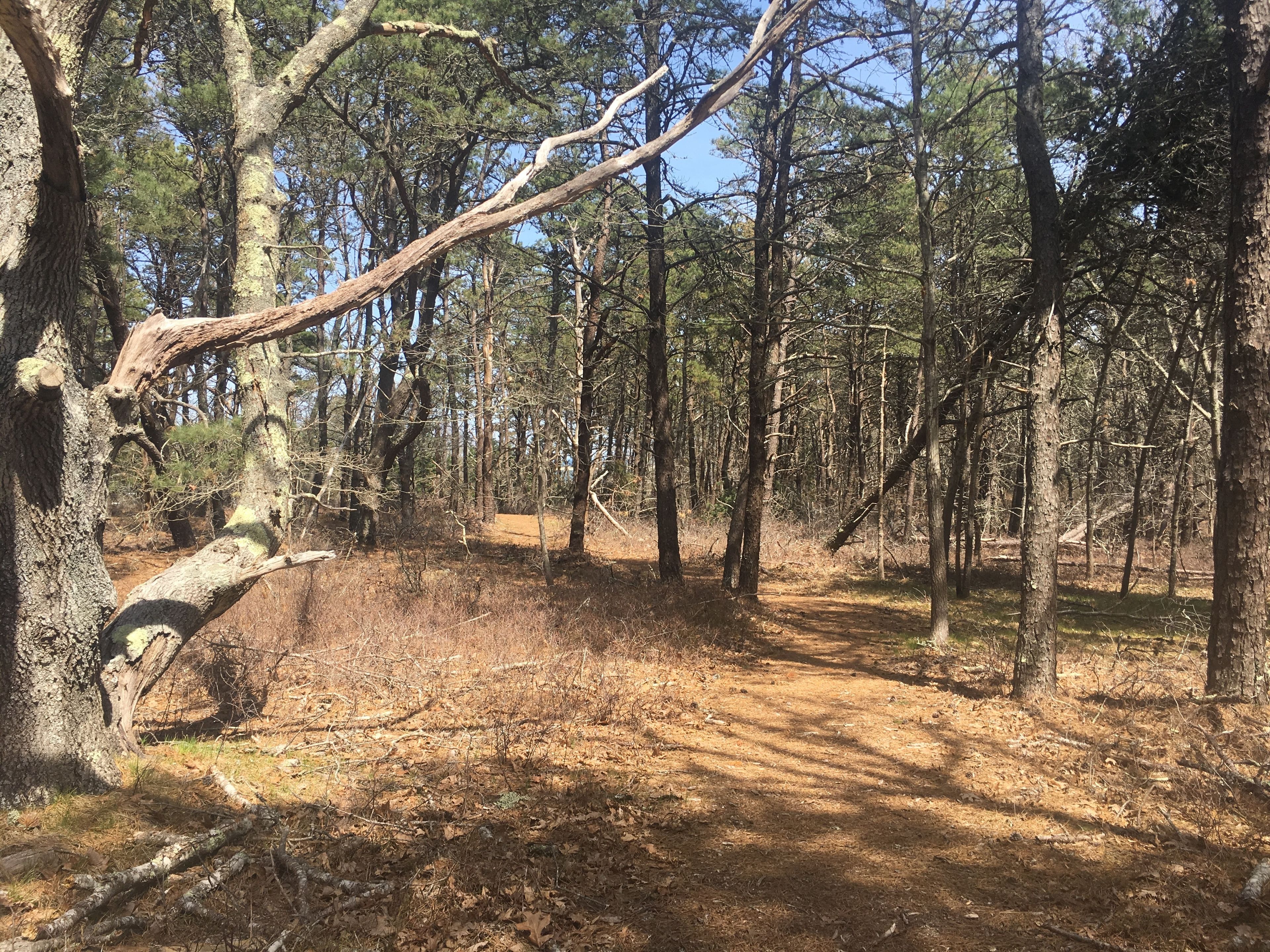 woods portion of trail