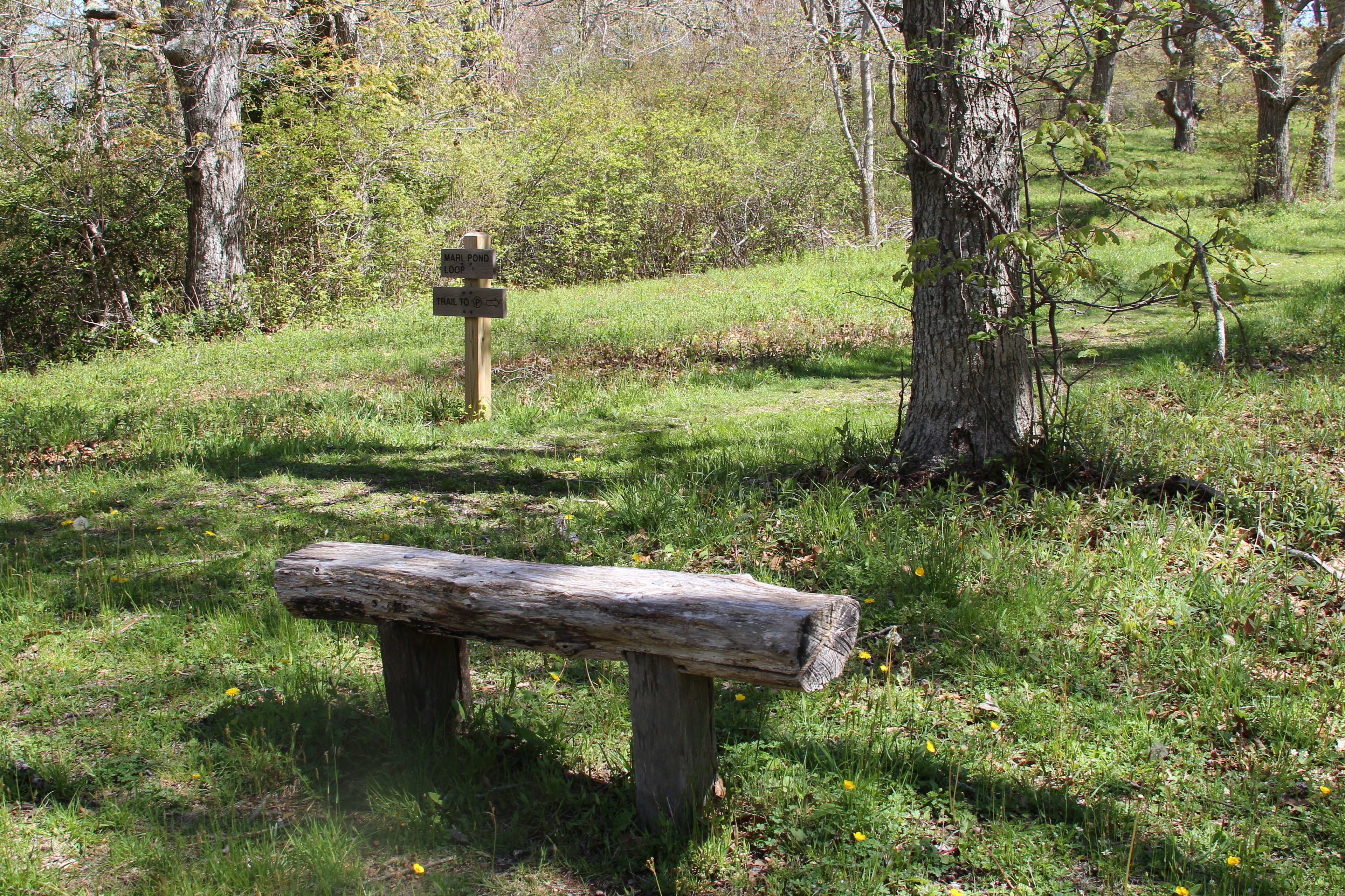 bench along trail