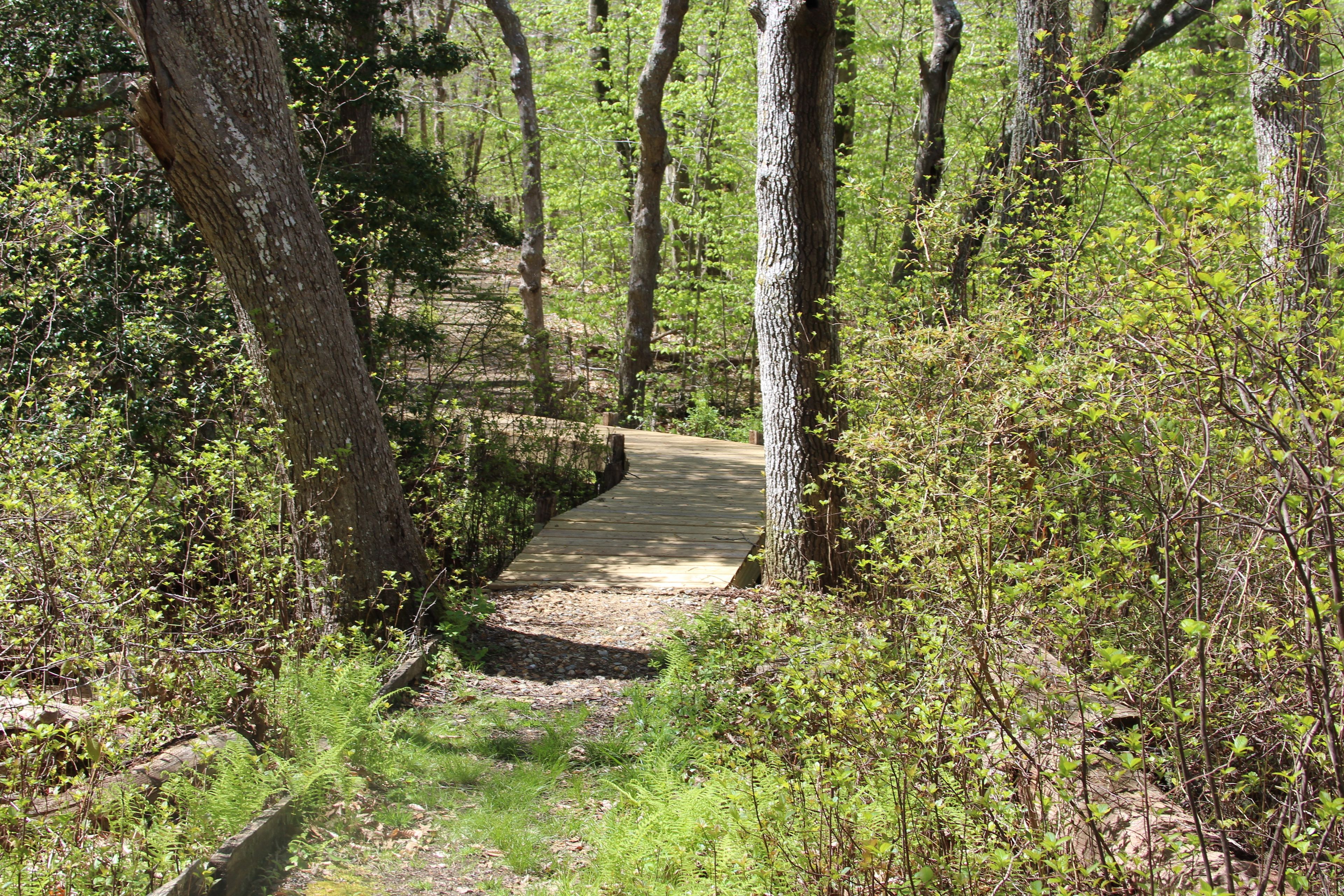 boardwalk at pond