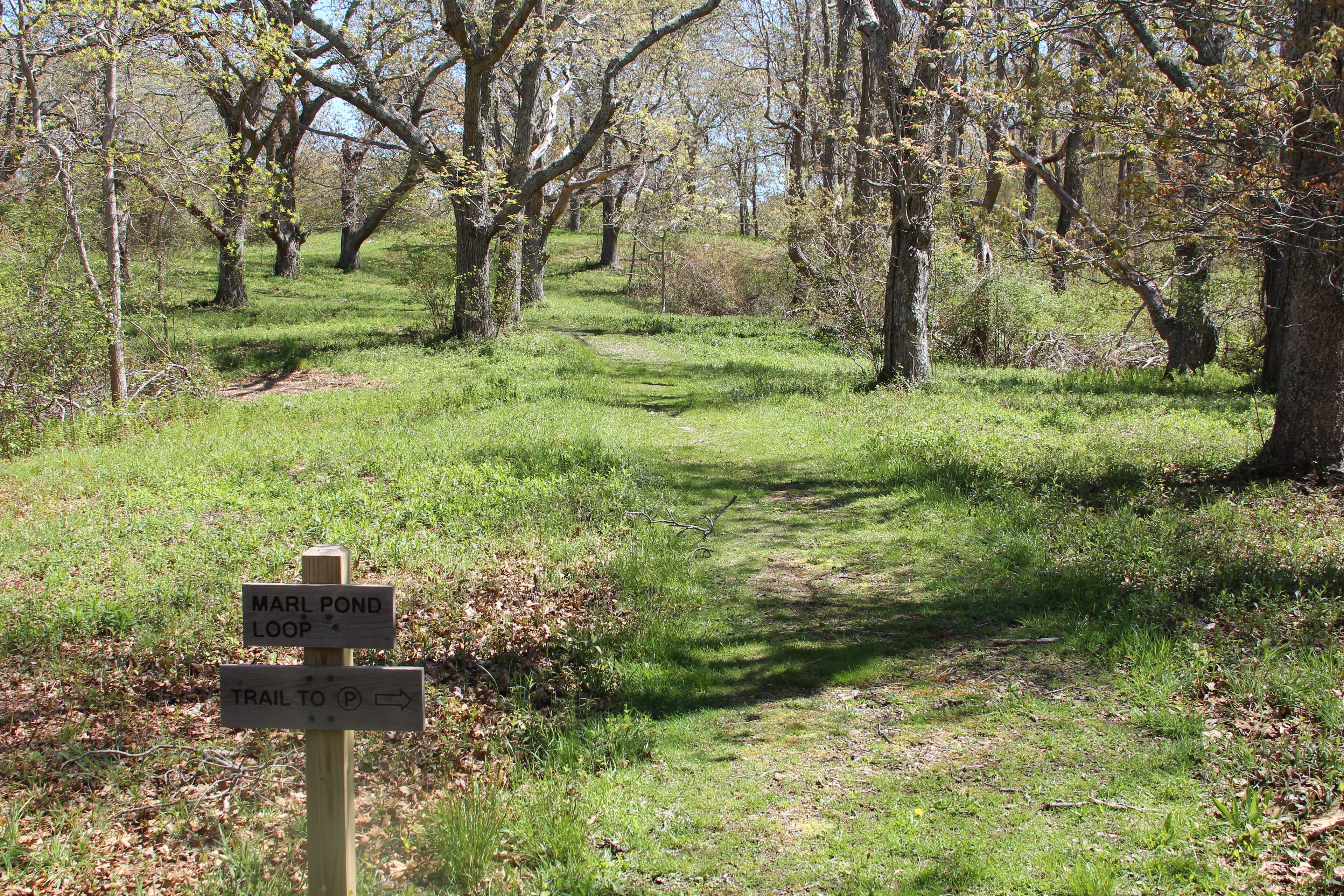 grassy path