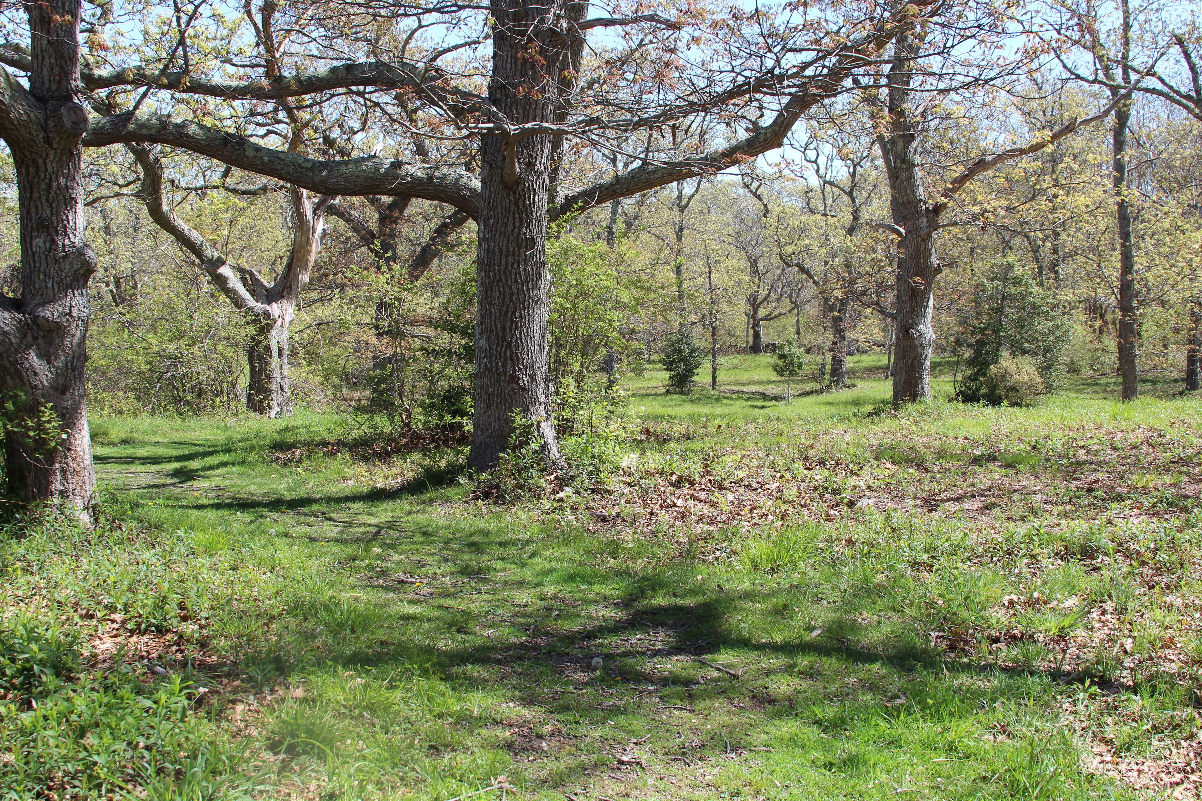 grassy path