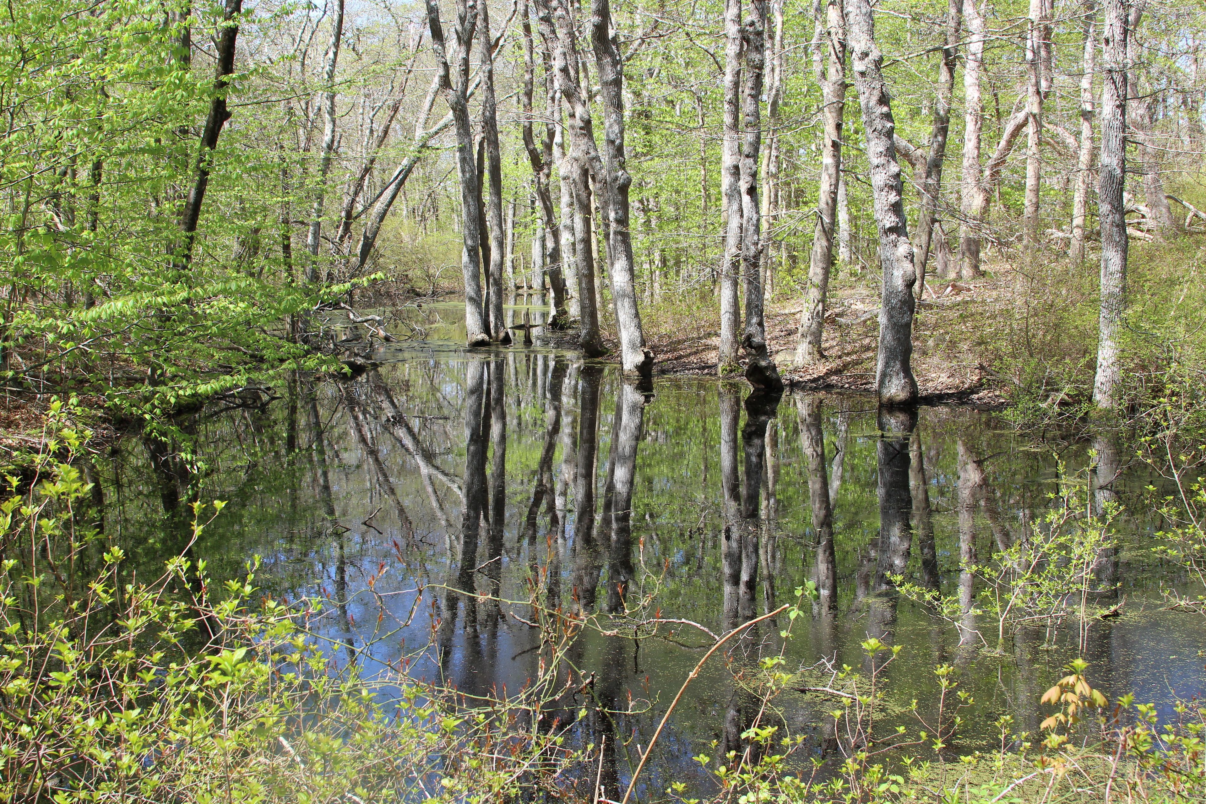 pond view