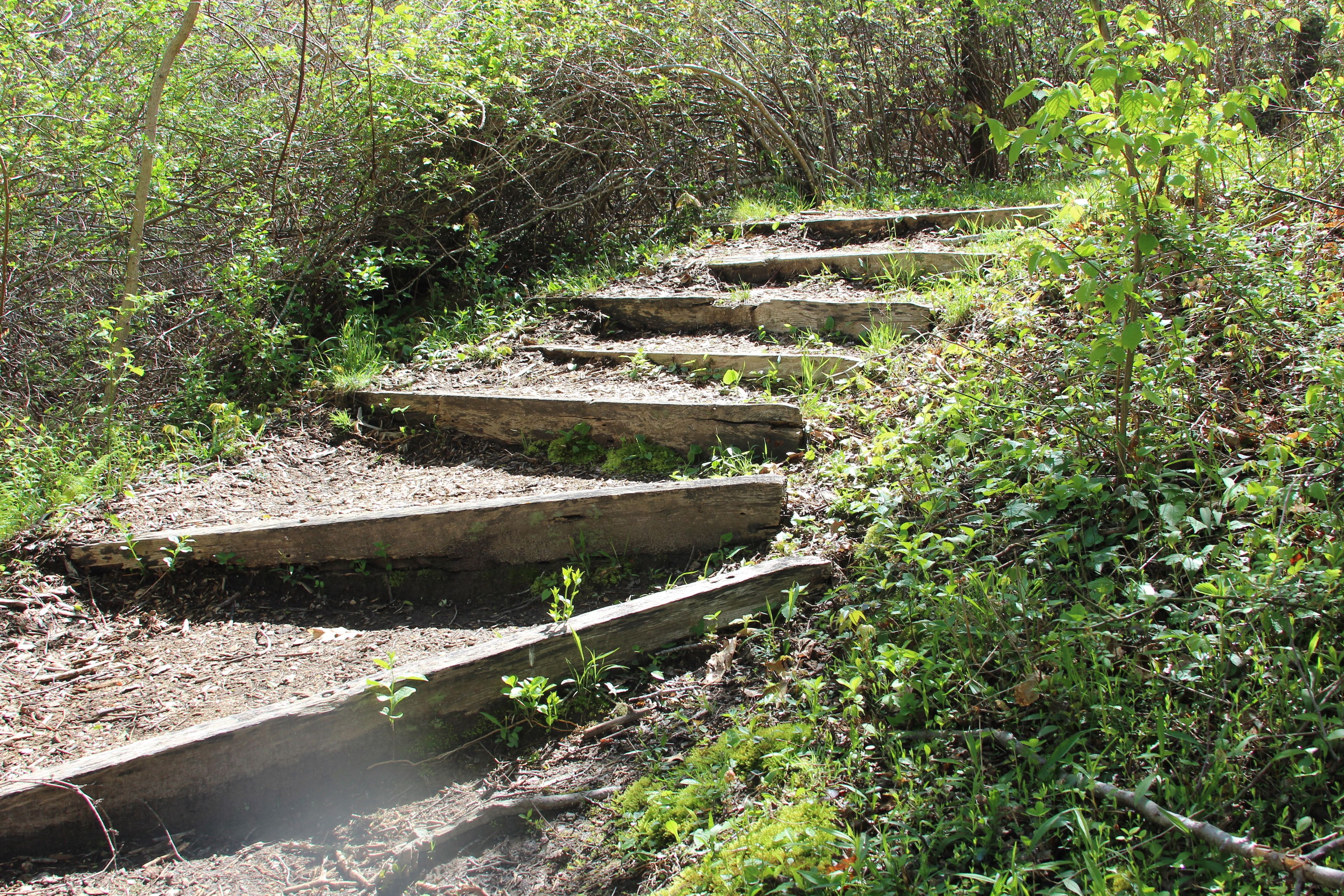 steps along trail