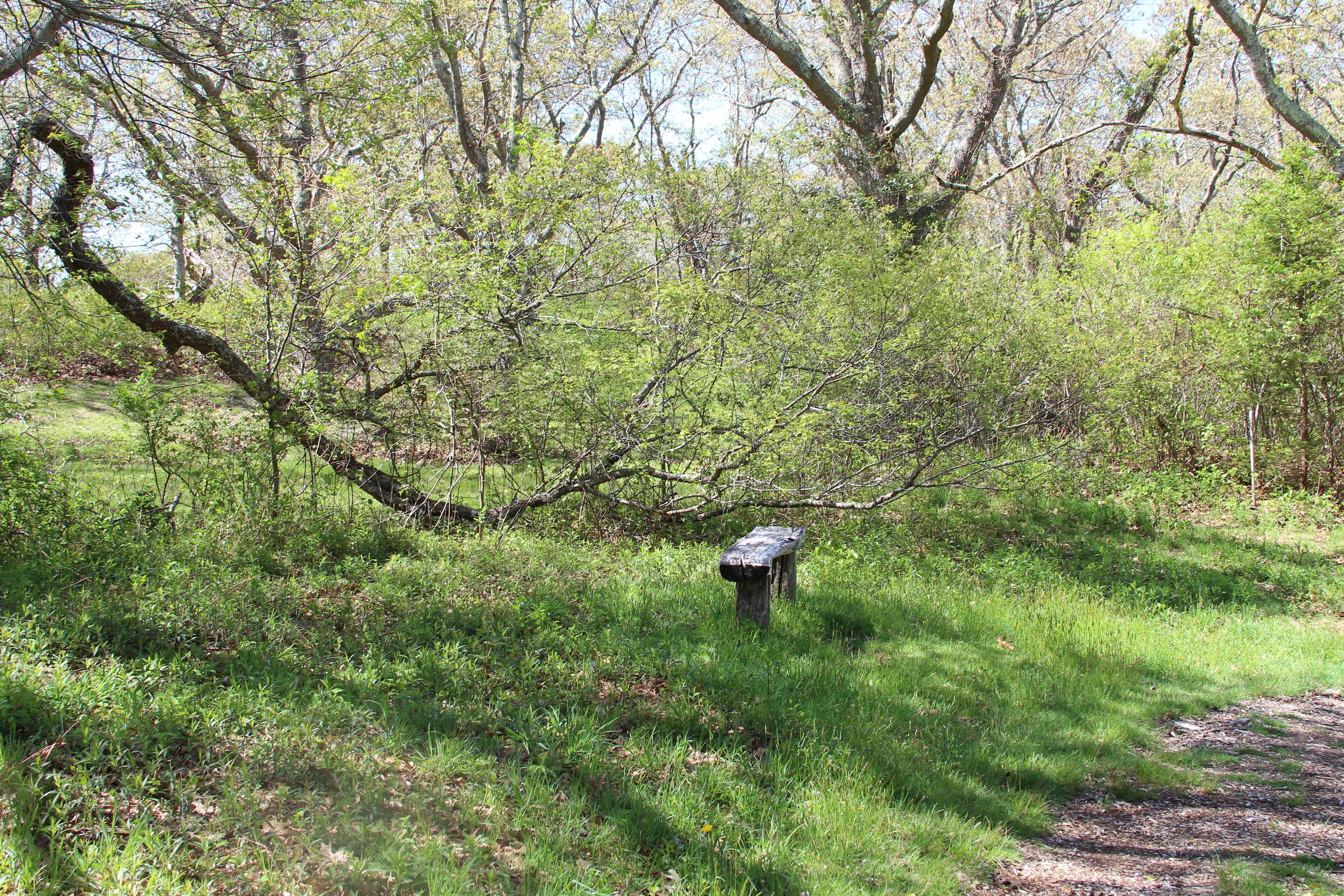 bench along trail