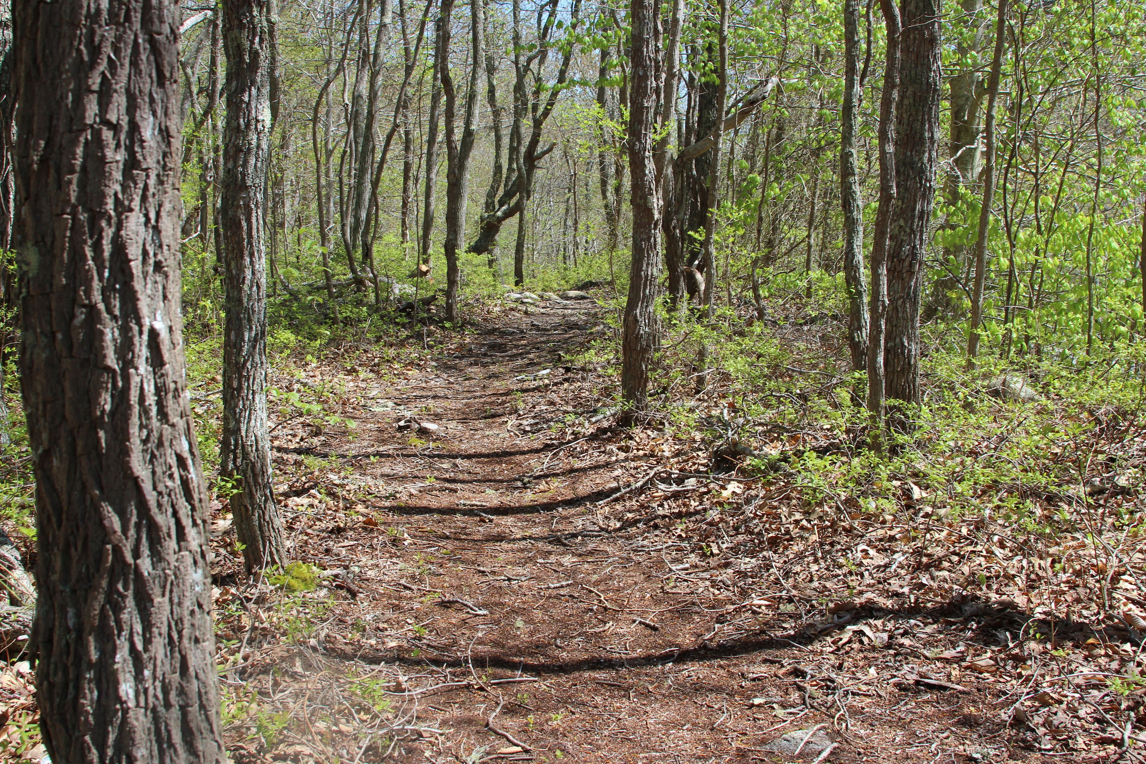 woods path