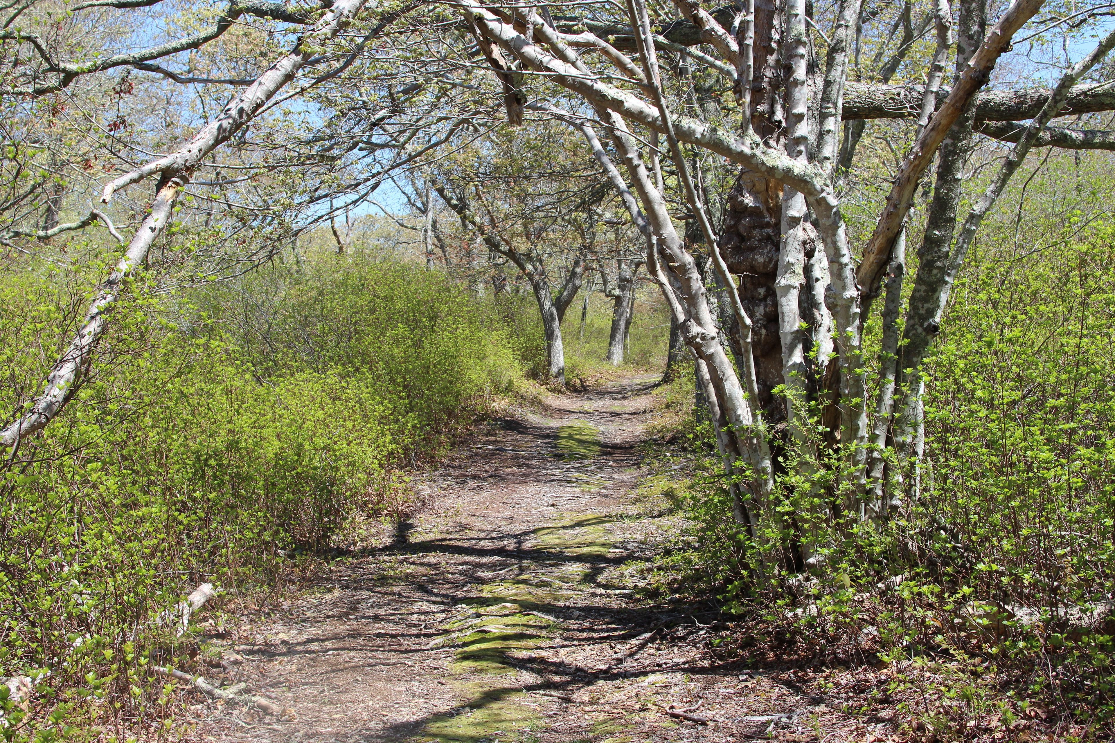 woods path