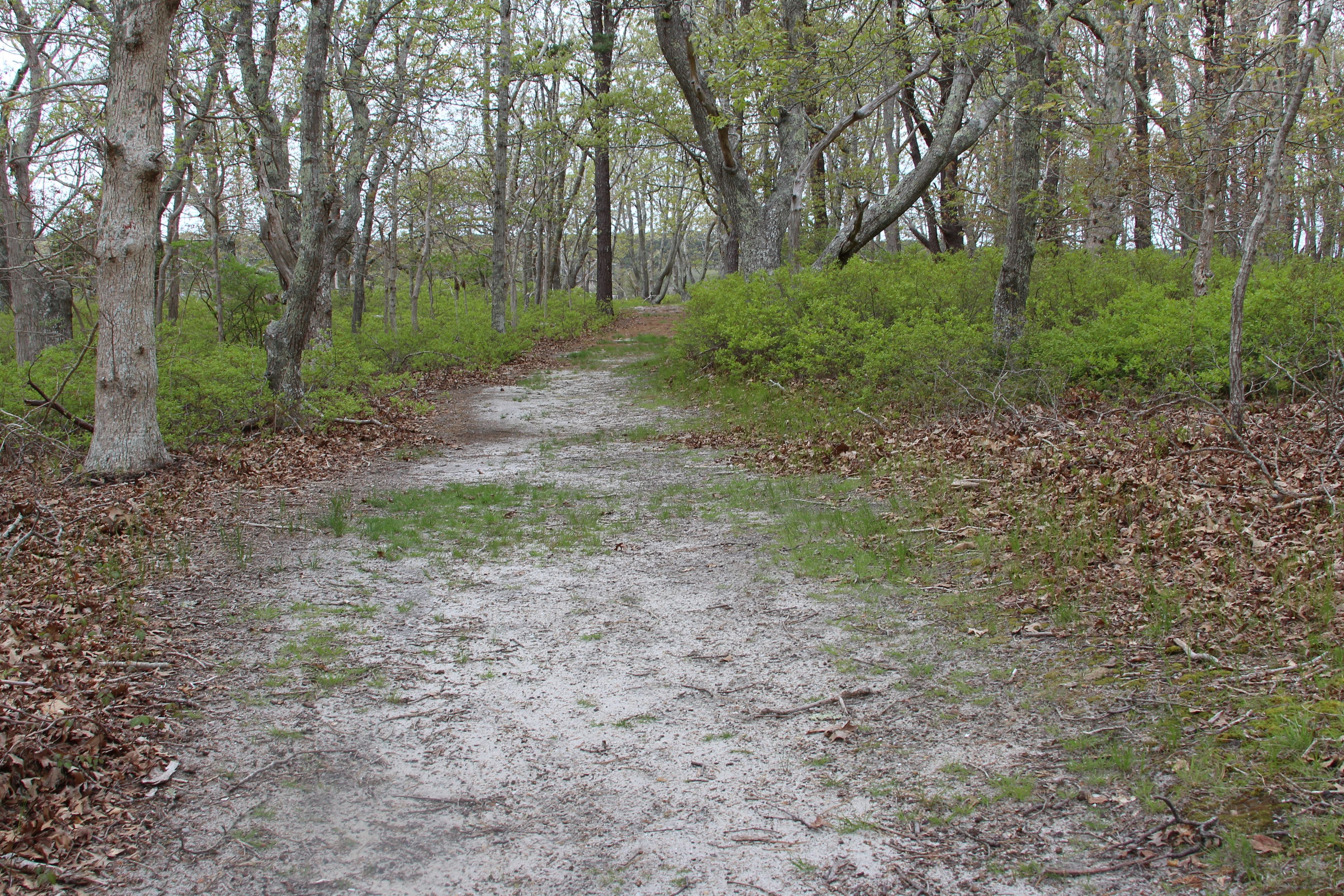 sandy woods trail