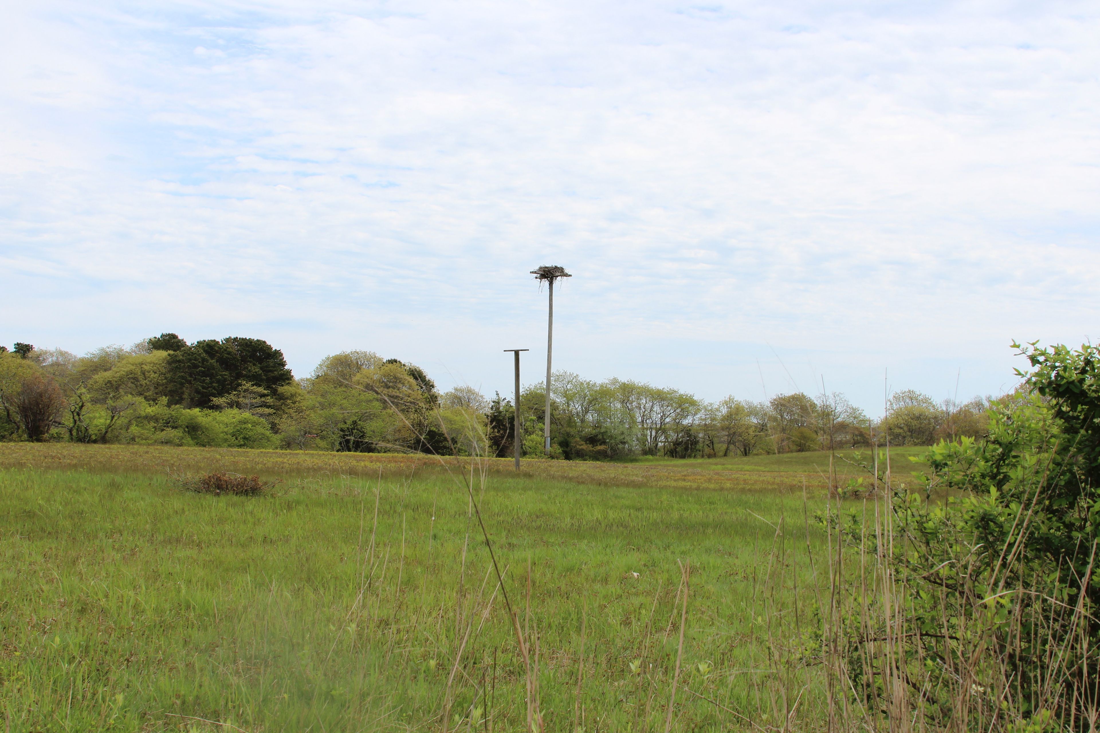 Osprey nest