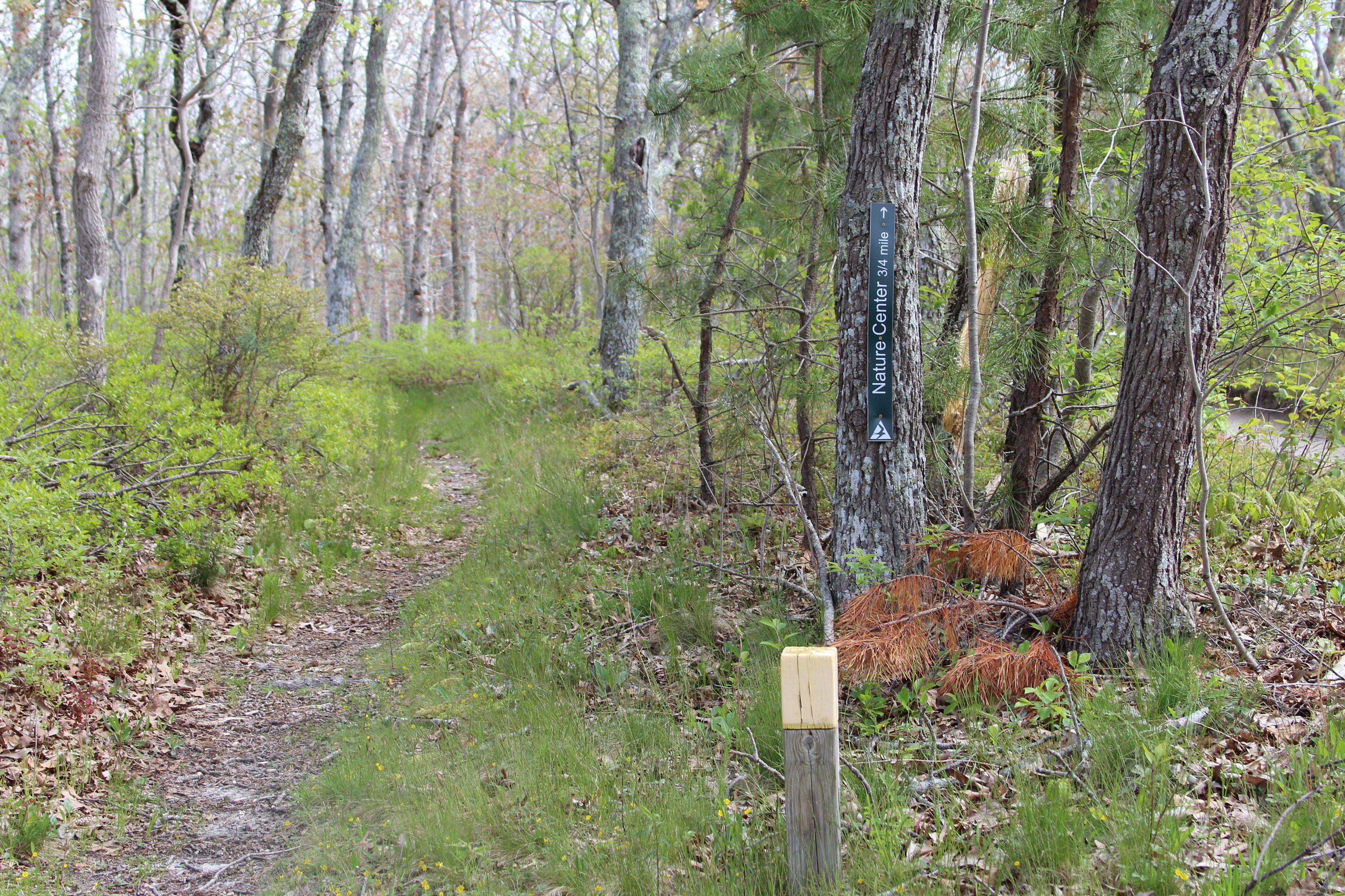 walking path alongside road