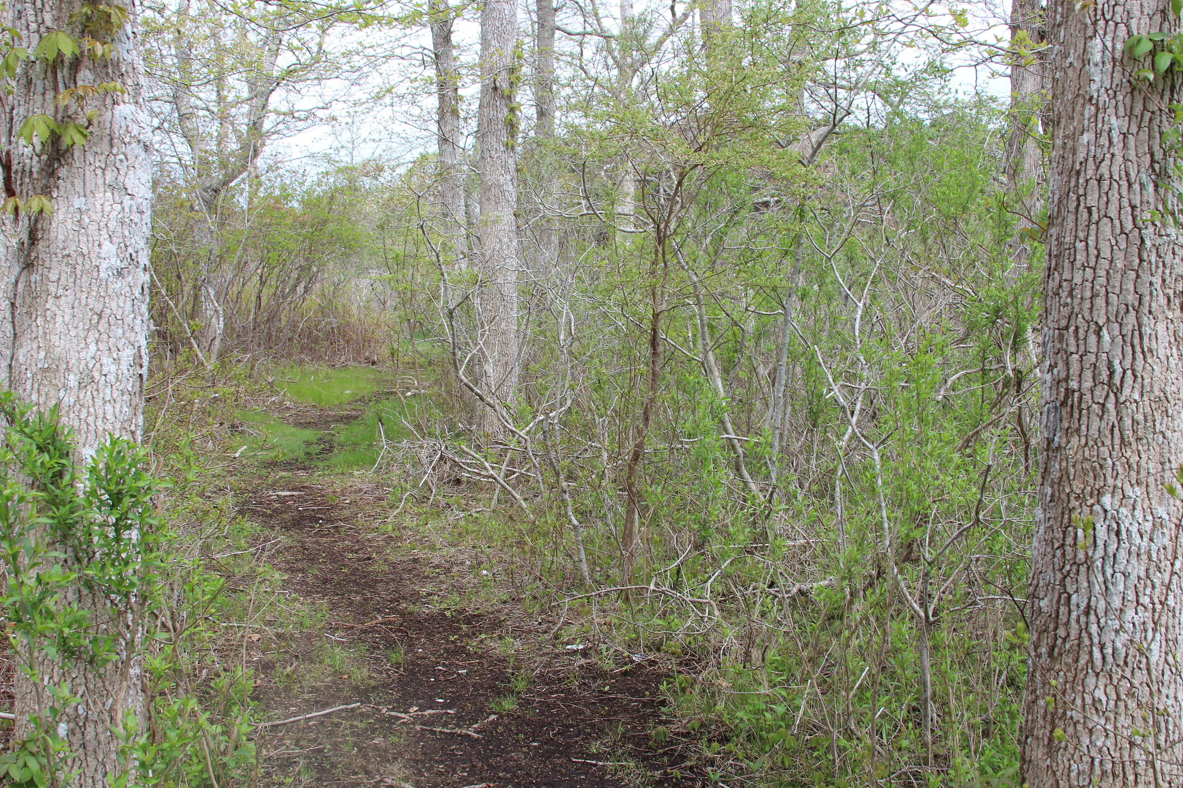 woods path