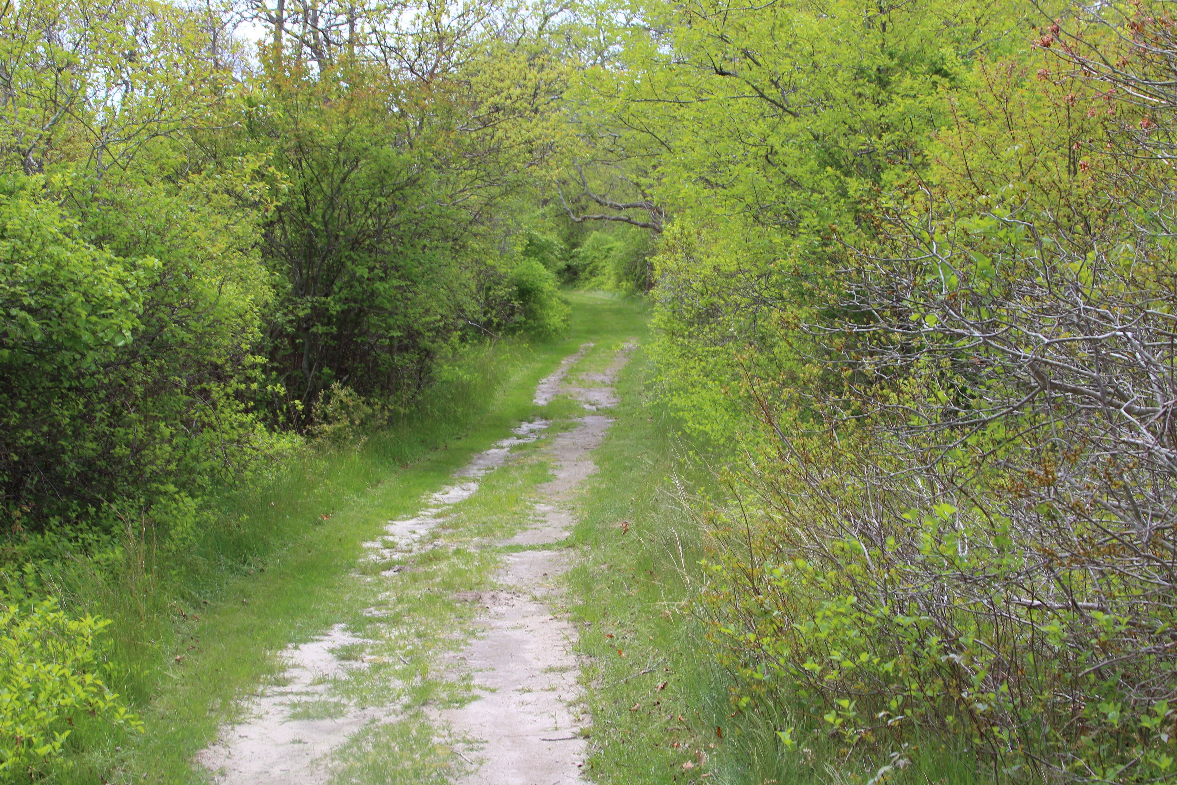 grassy path