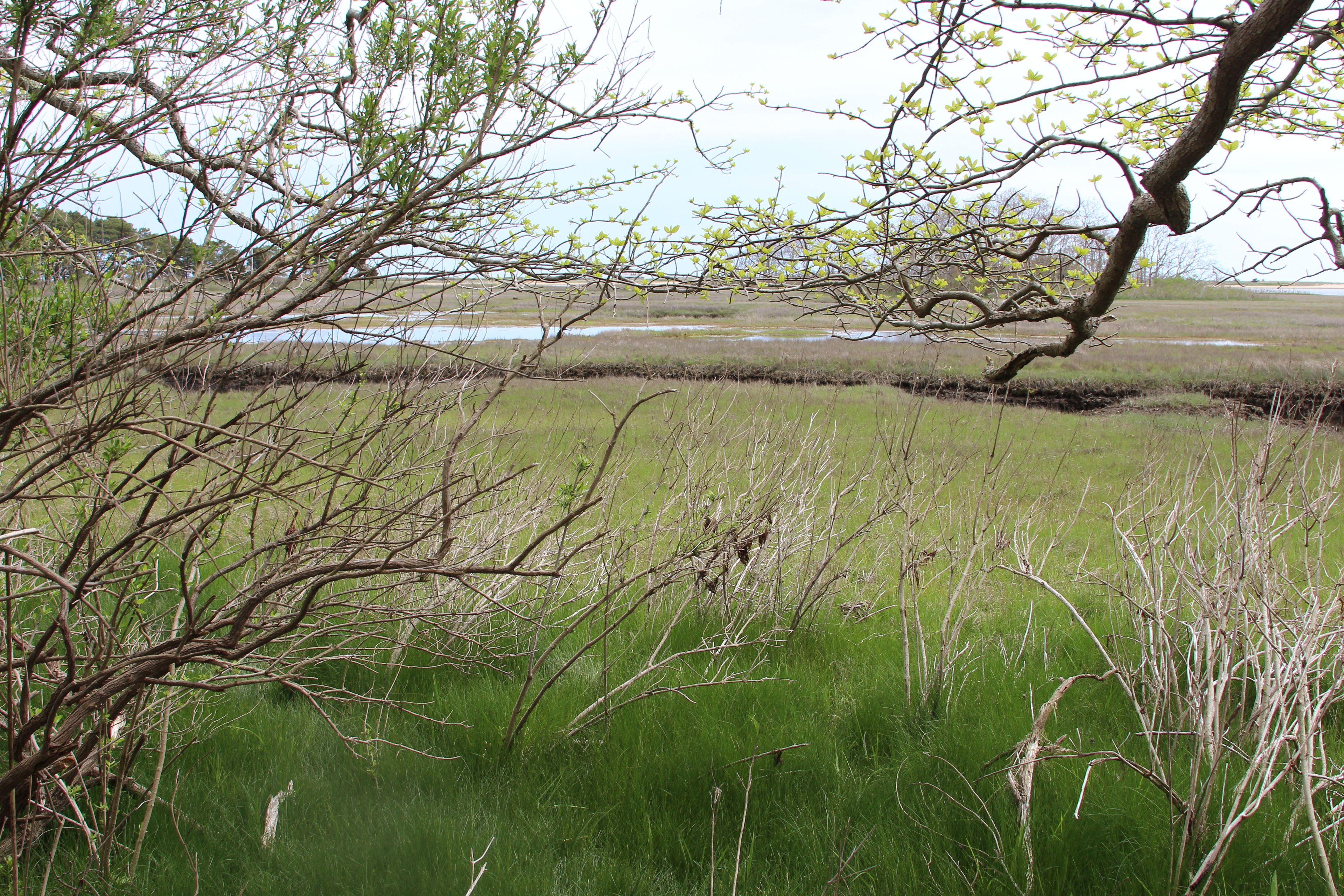 view of marsh