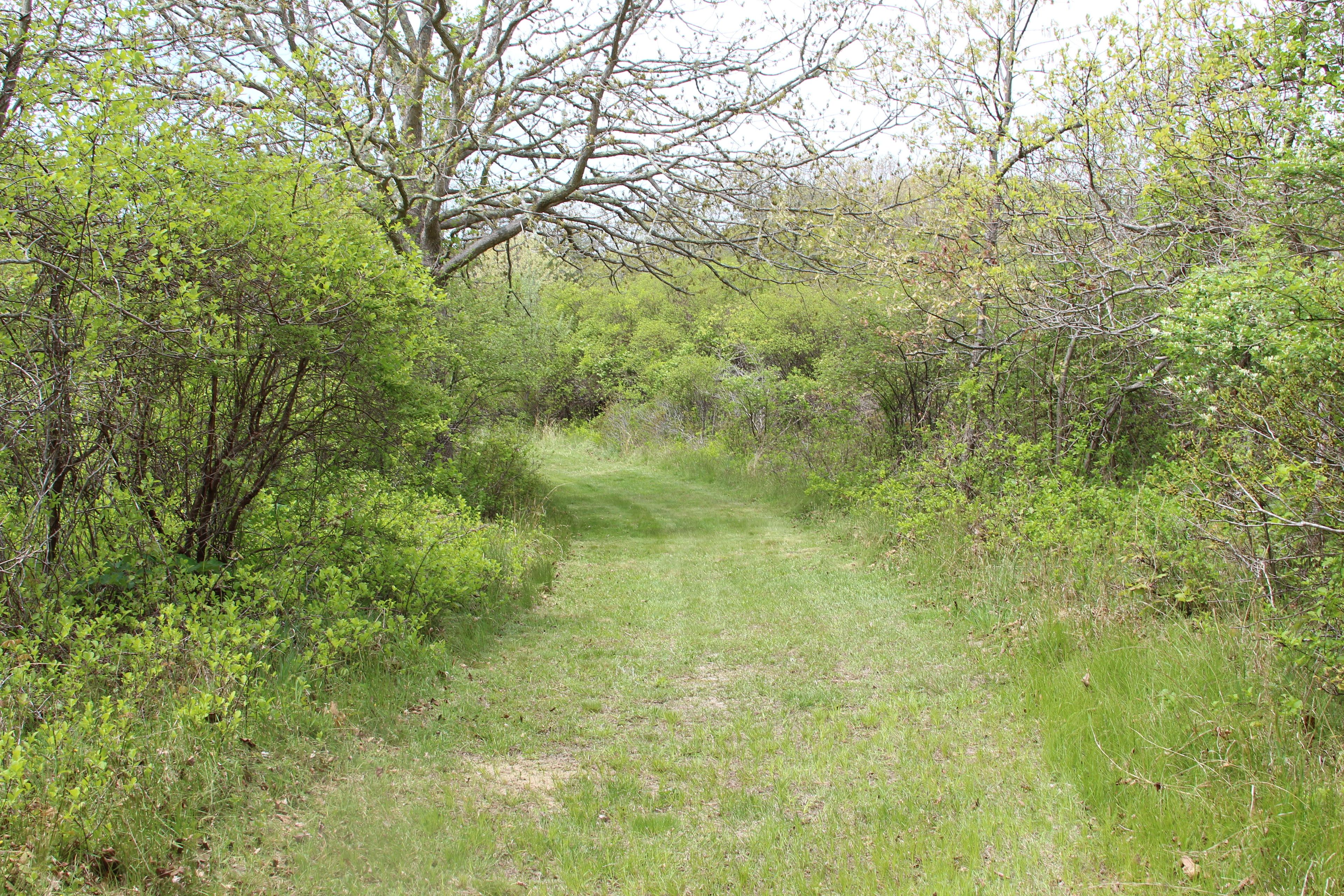 grassy path