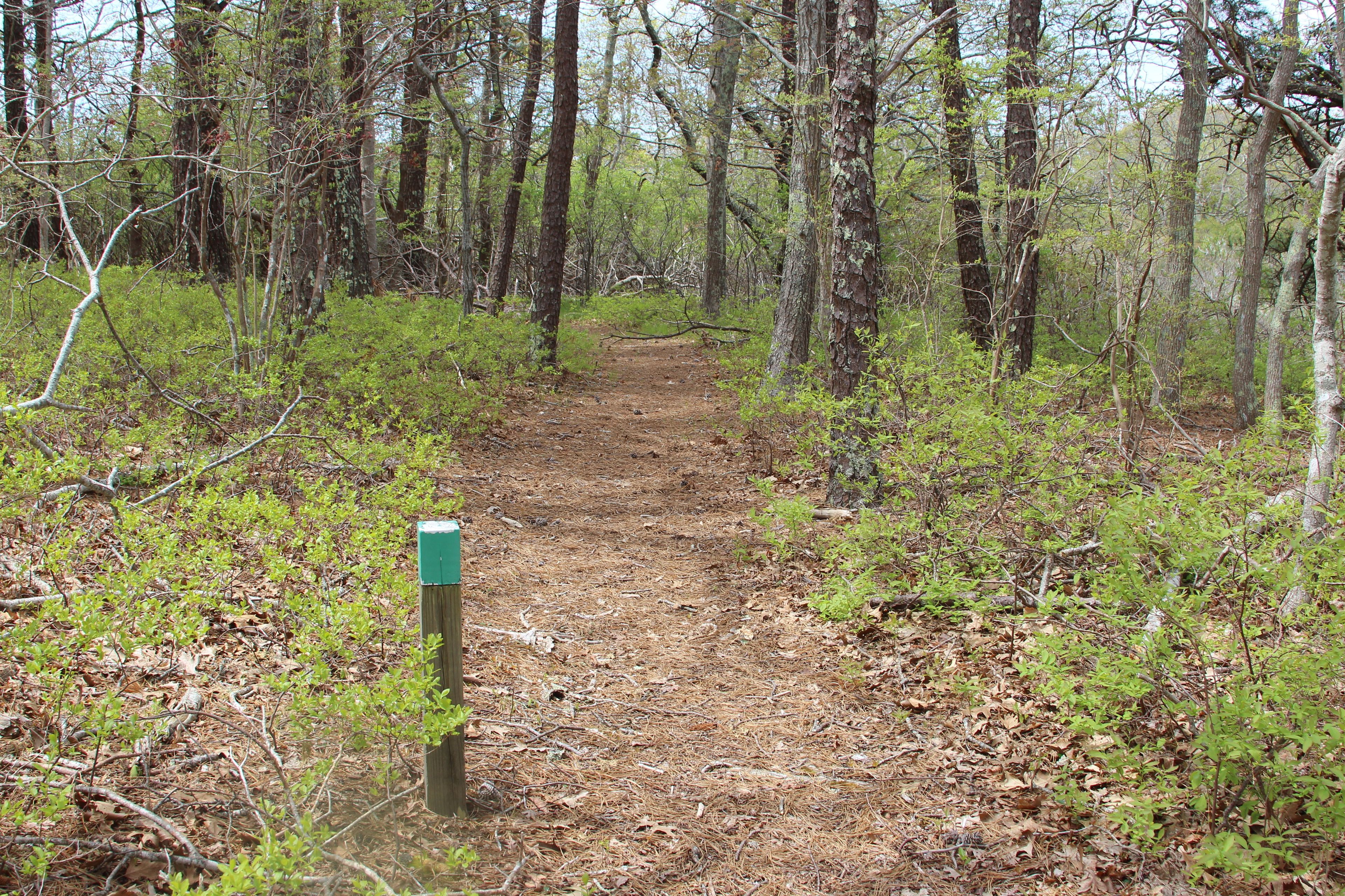 woods trail