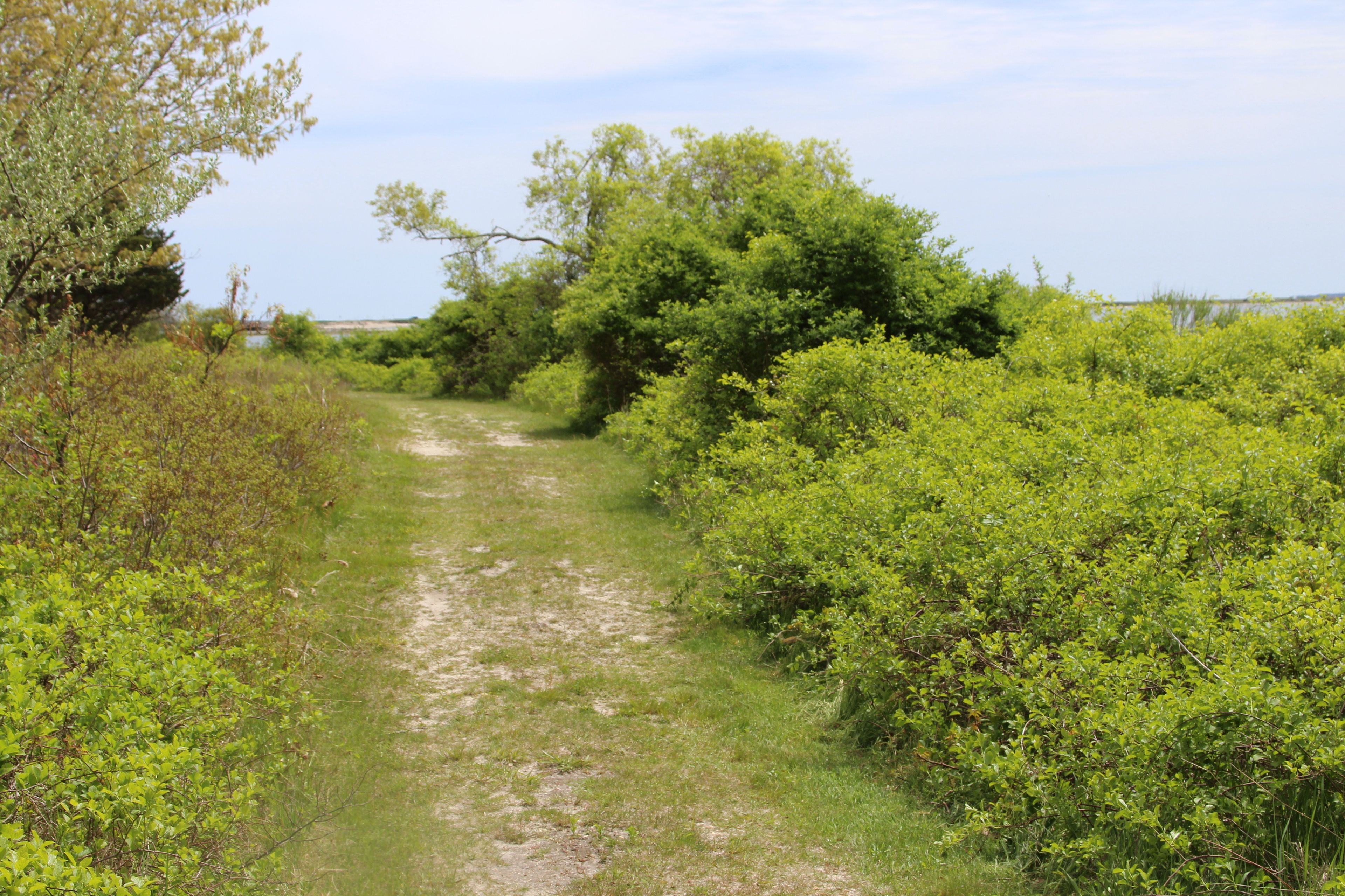 grassy path