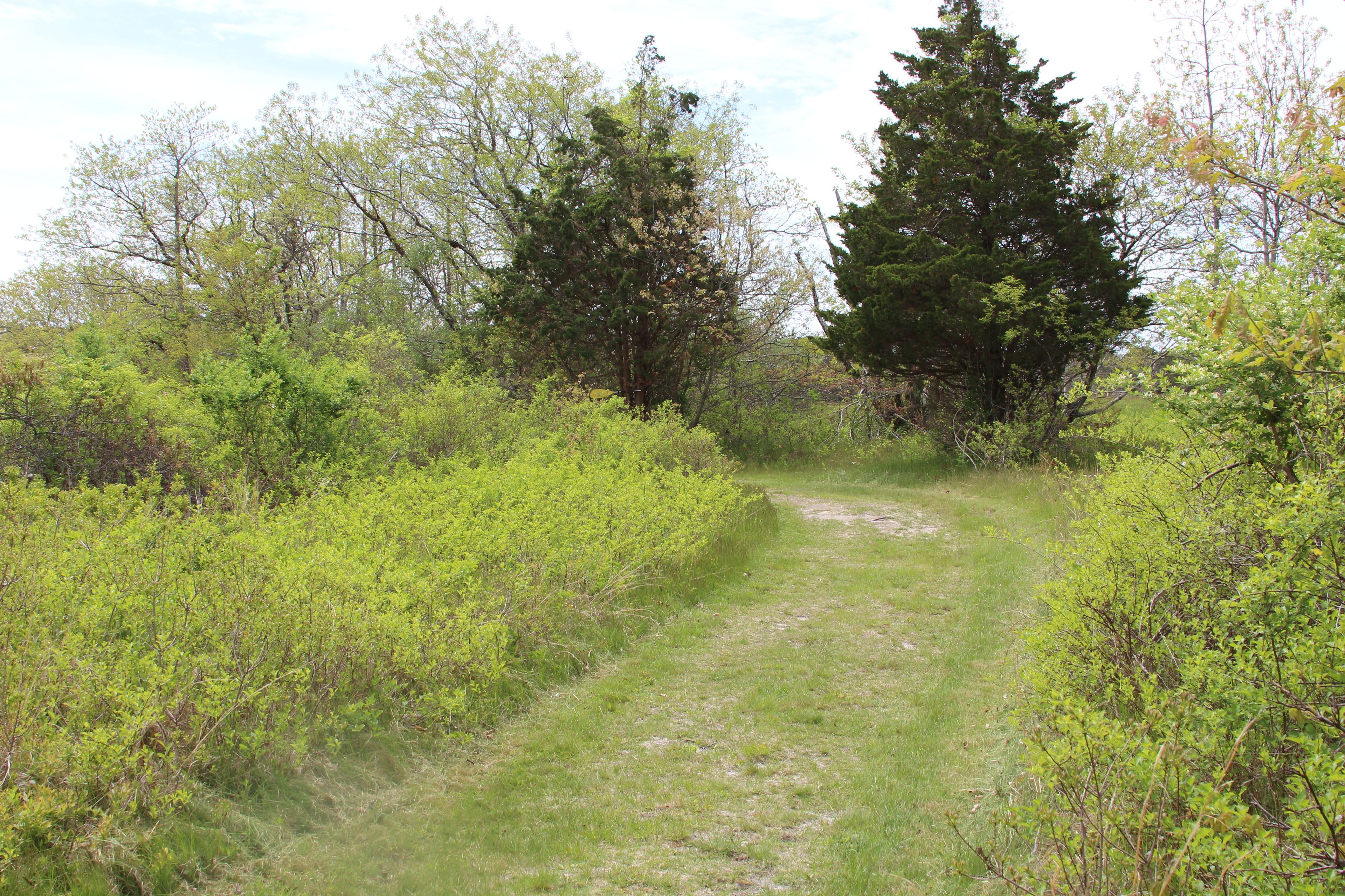 grassy path