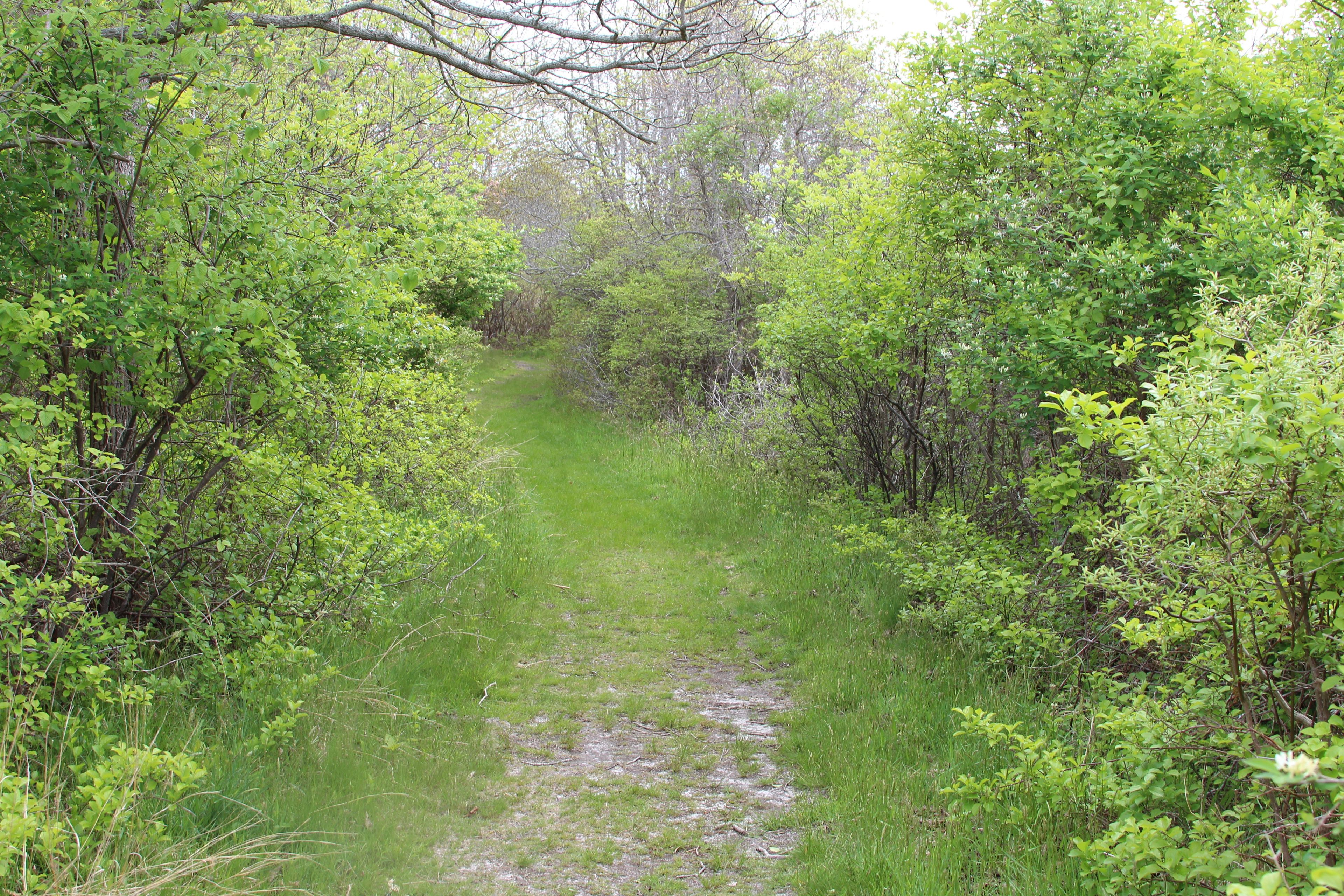 grassy path