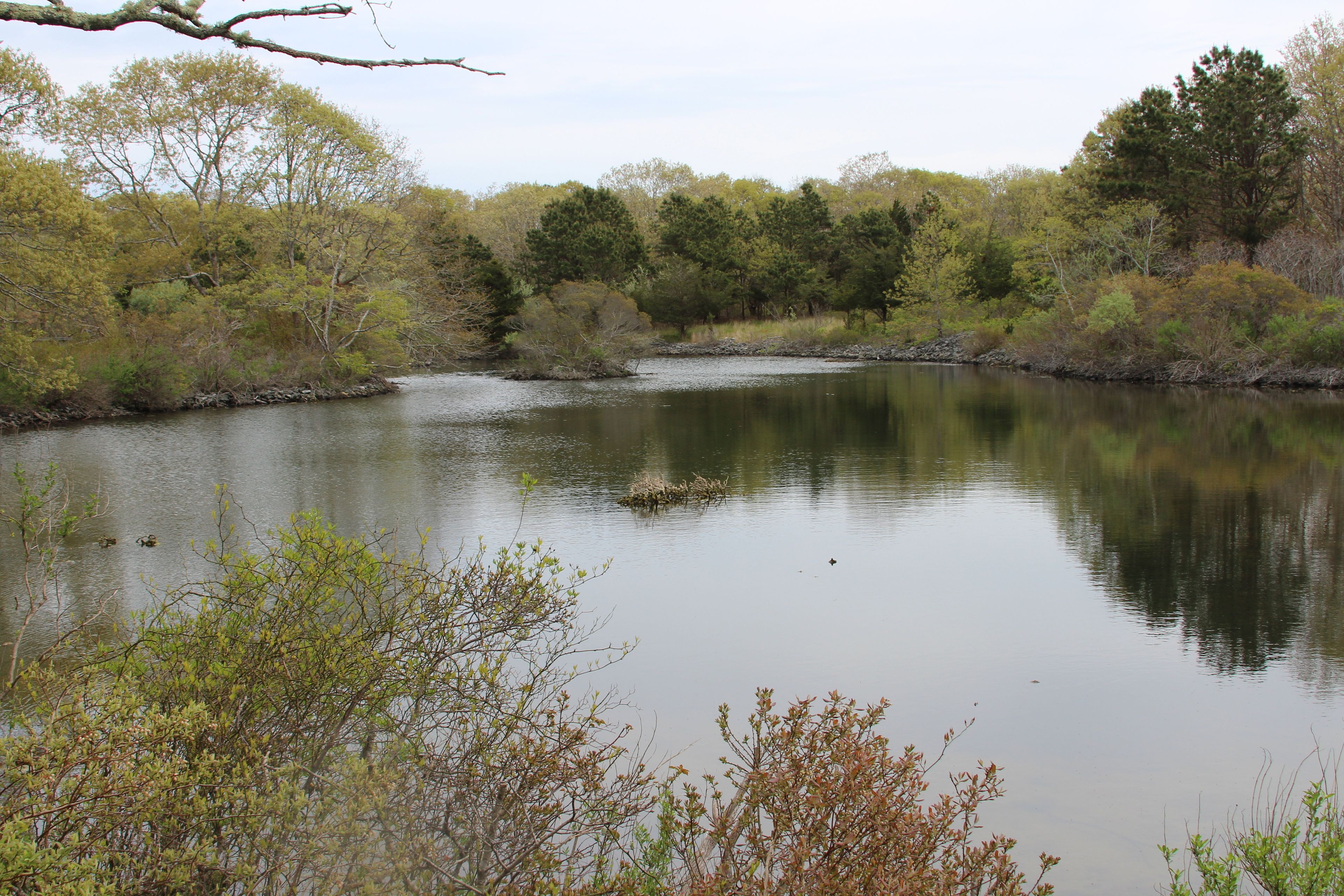 pond view