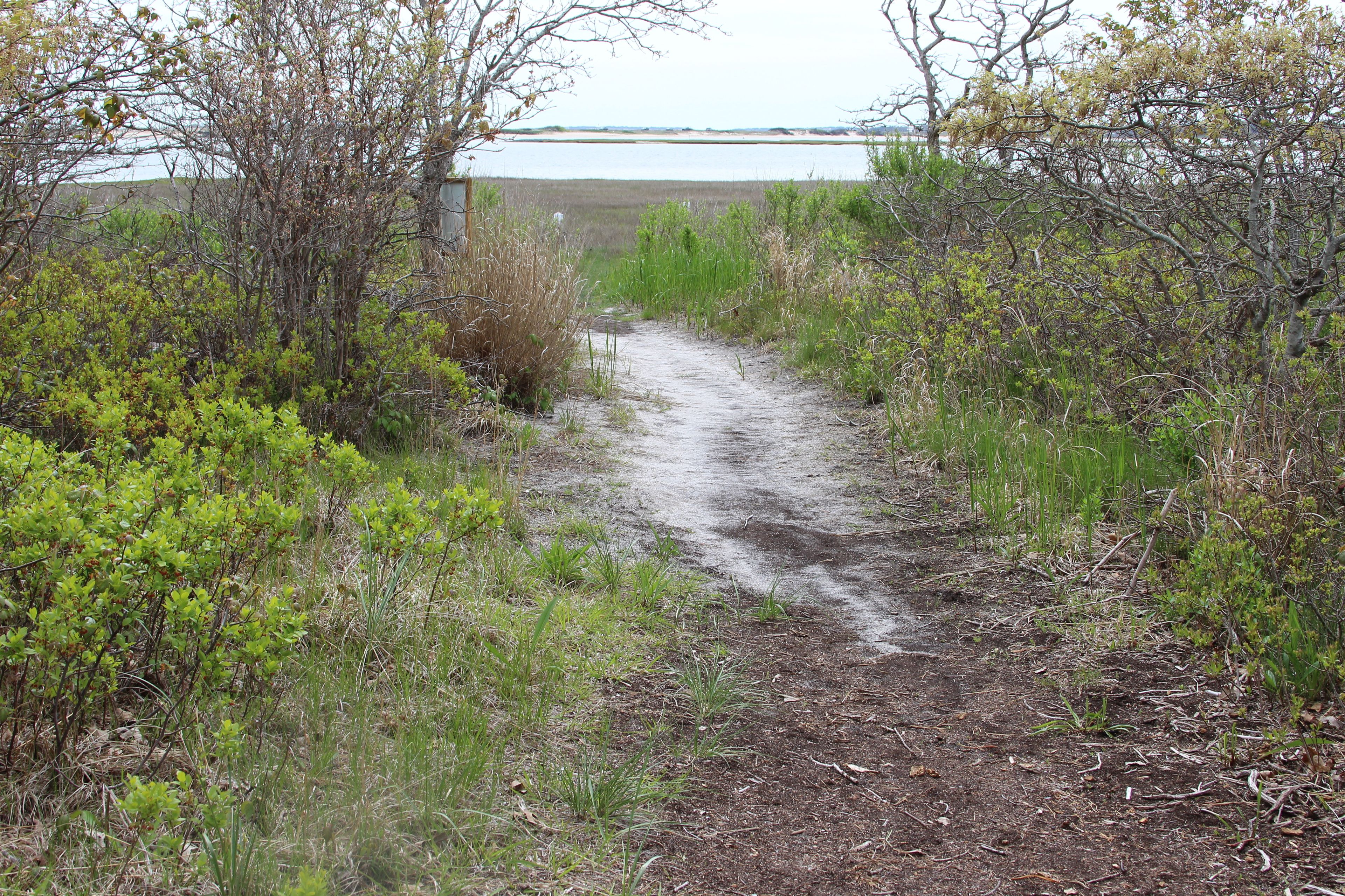 path out to Sengekontacket