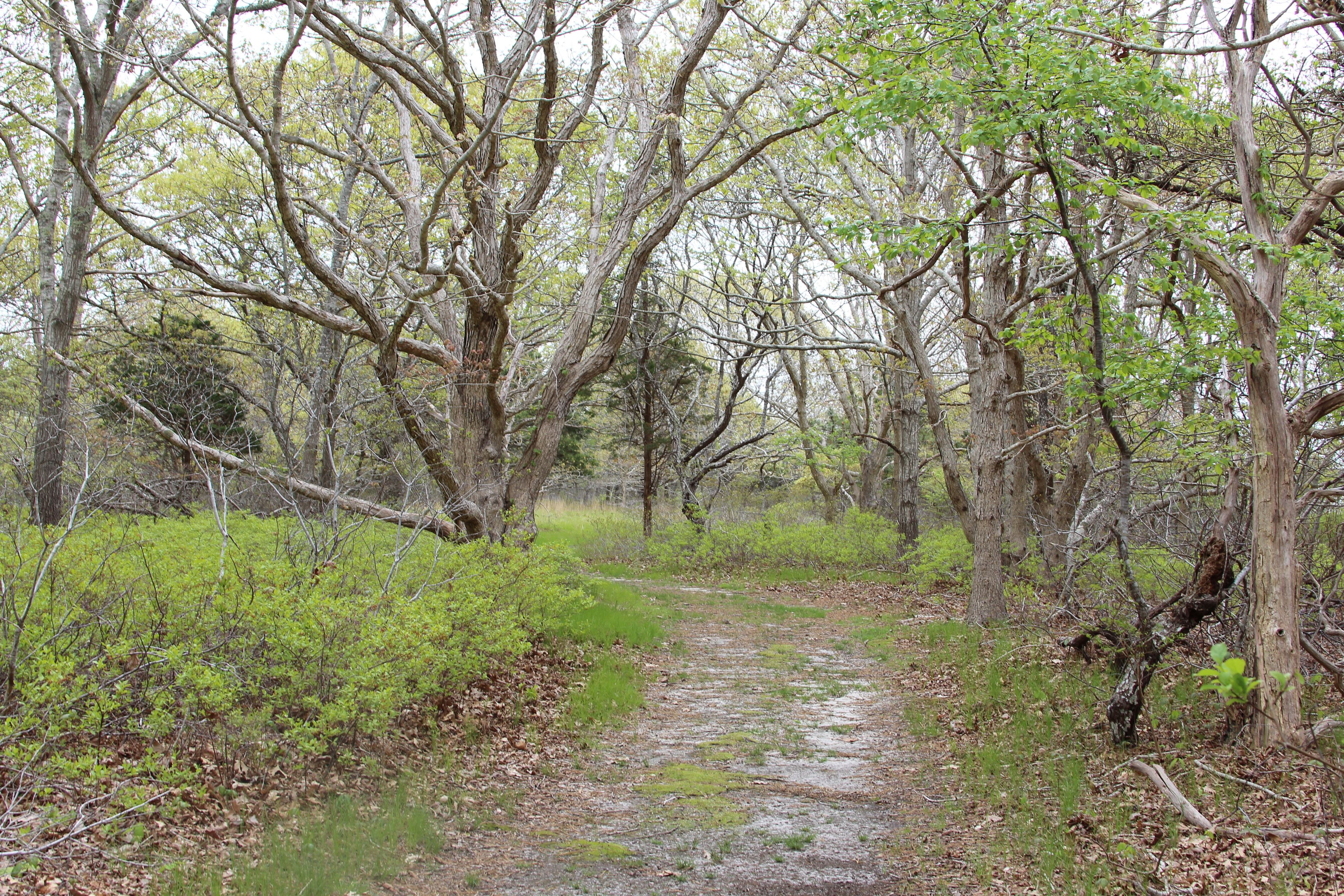 woods trail