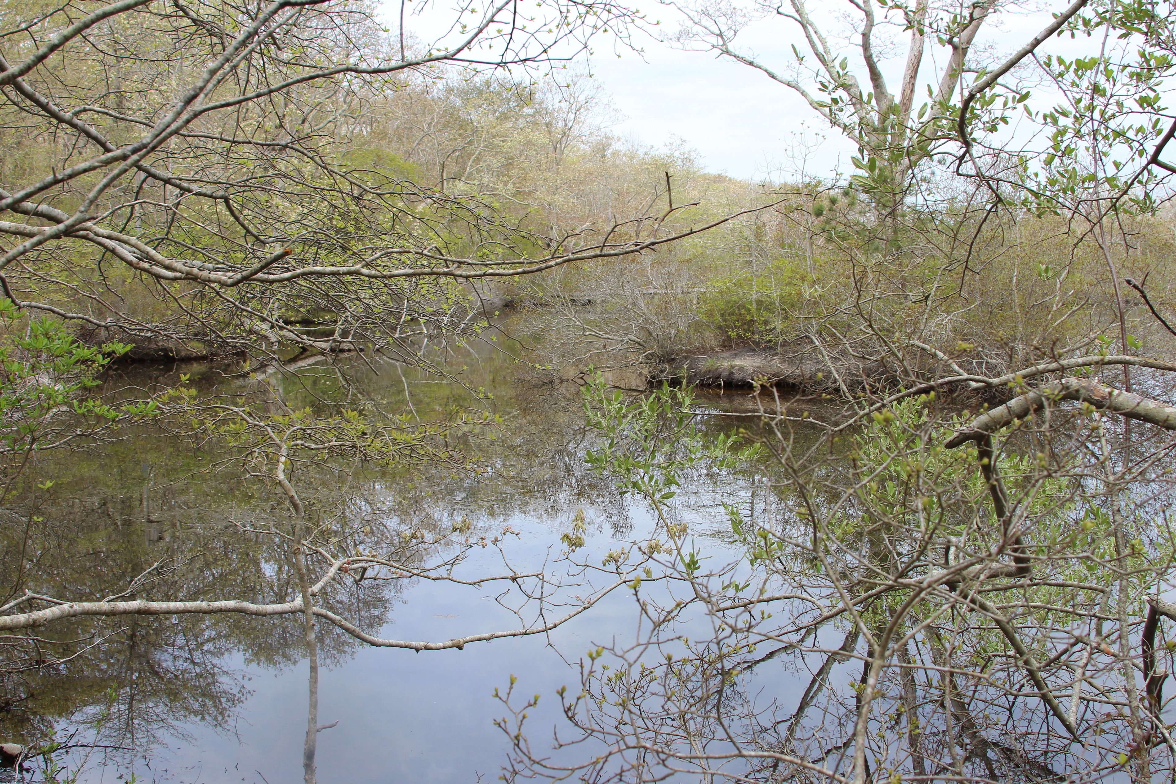 view of Turtle Pond