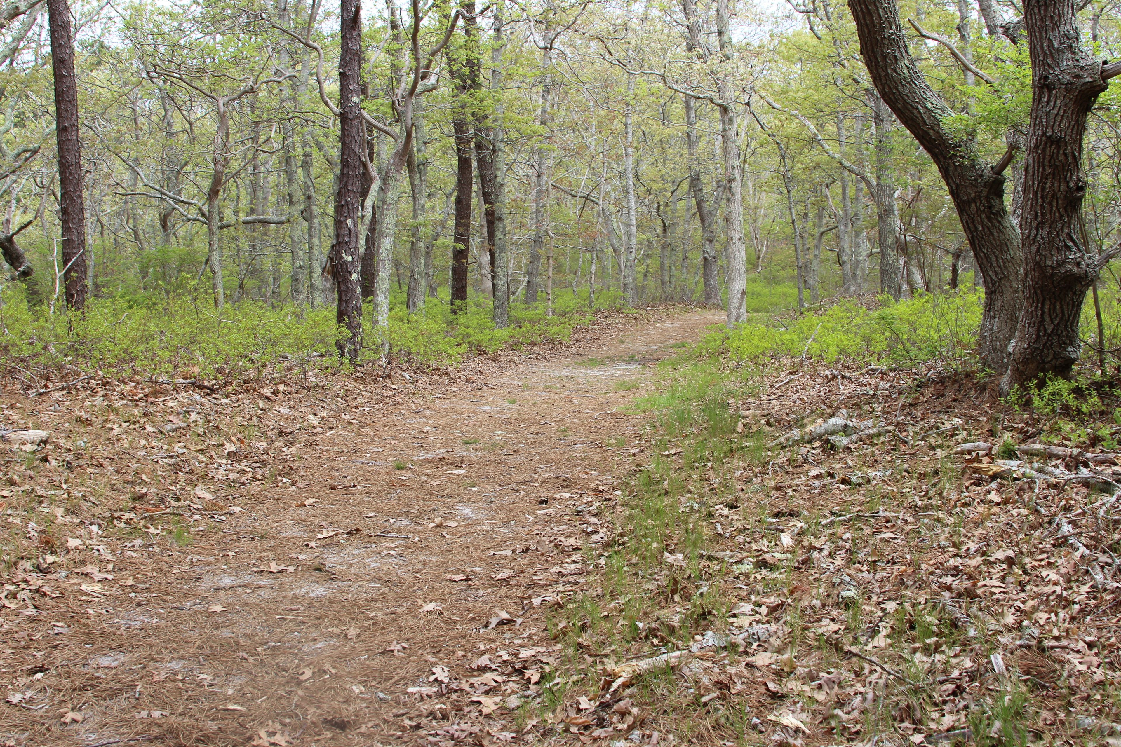 woods trail